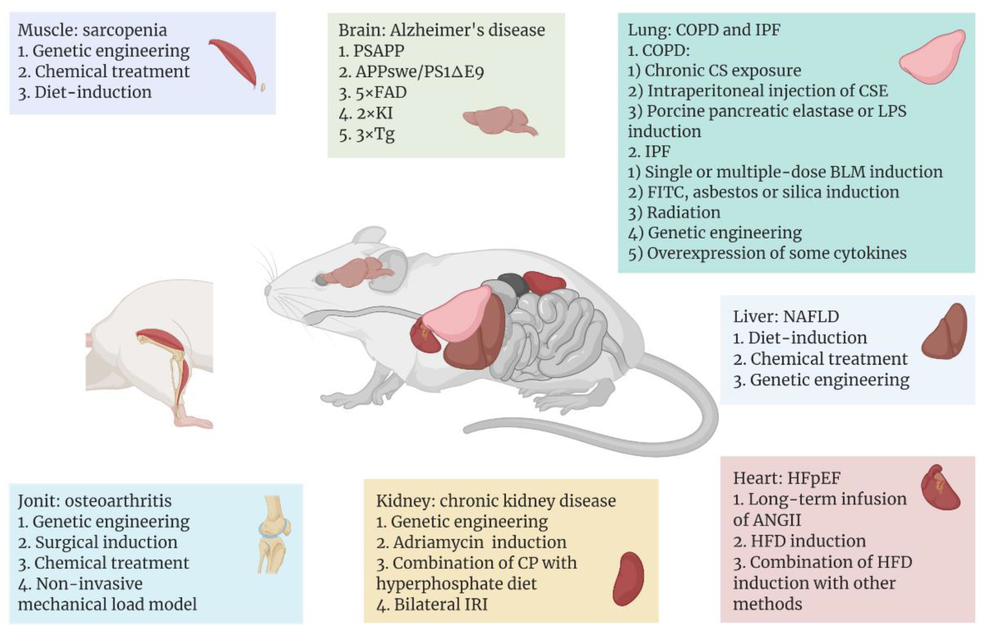 rat to human age conversion chart  Pet rats, Baby rats, Aging in humans