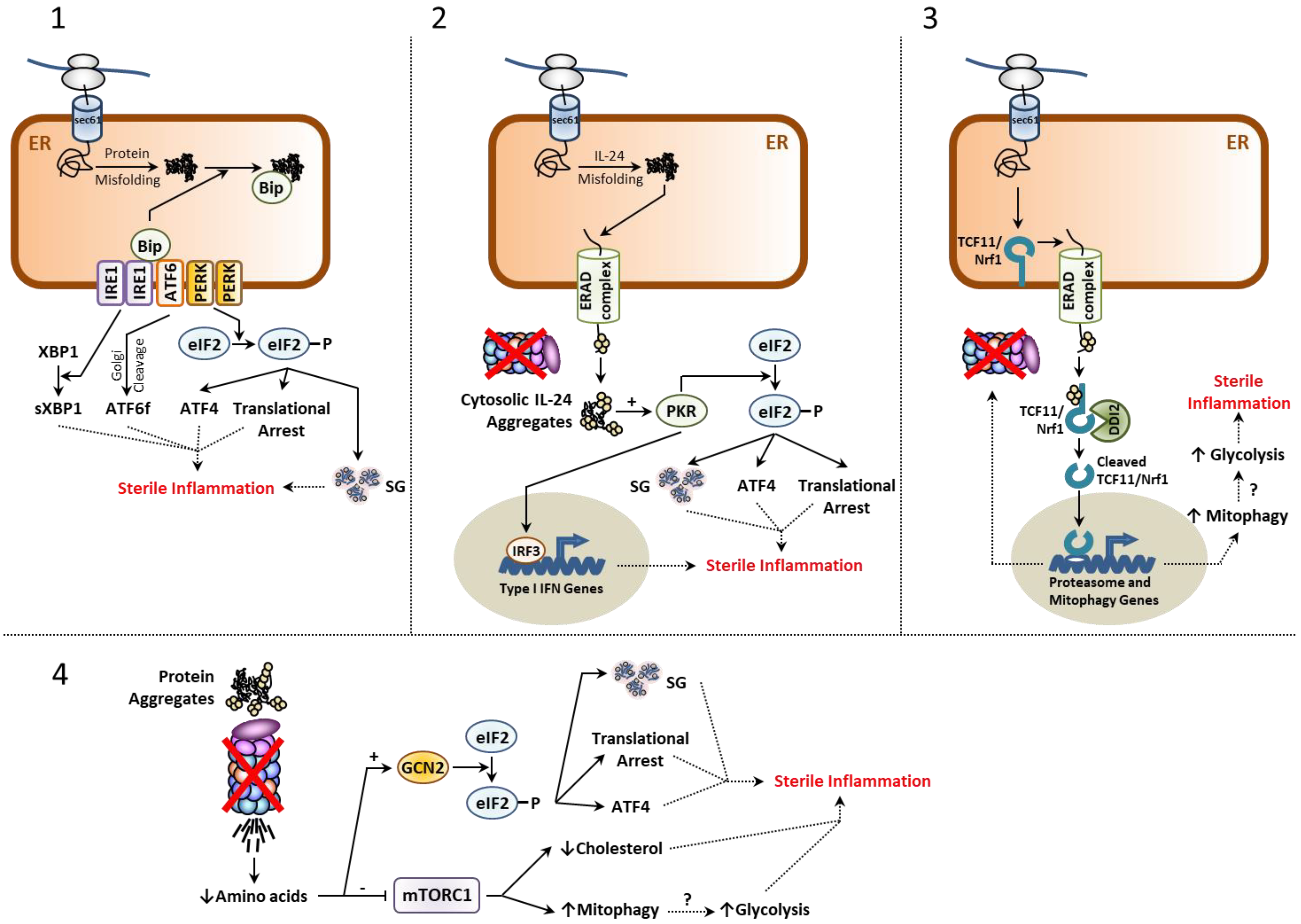 Cells 11 01422 g001 Cells 11 01422 g001