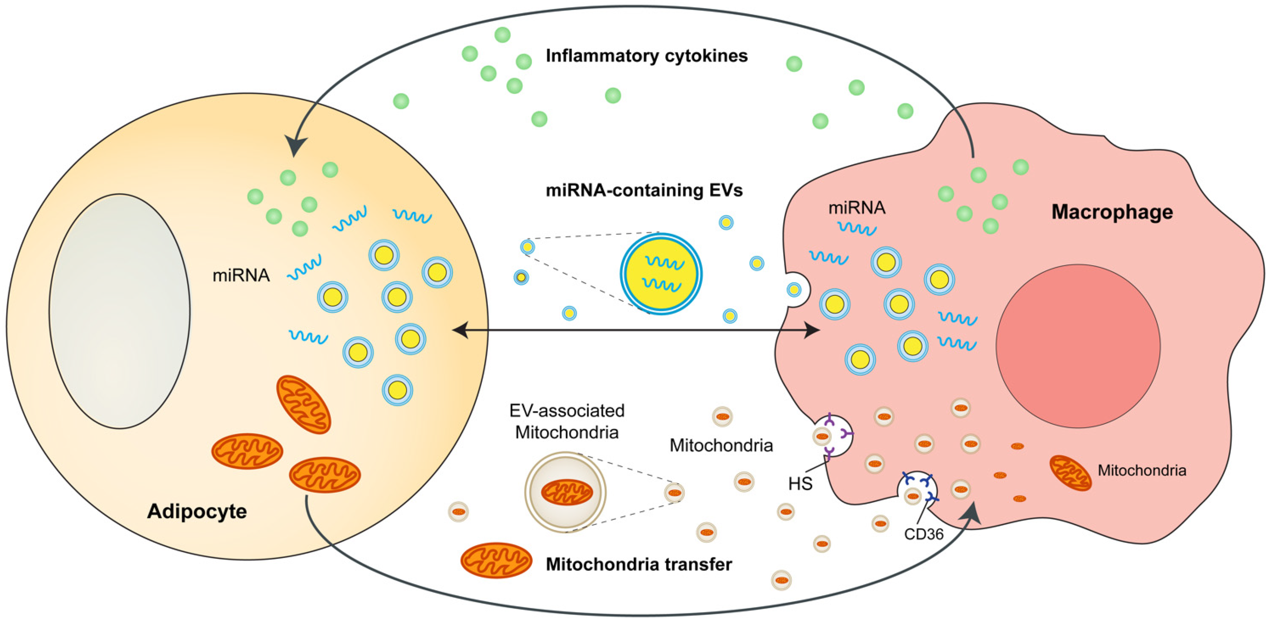 Metabolism of tissue macrophages in homeostasis and pathology