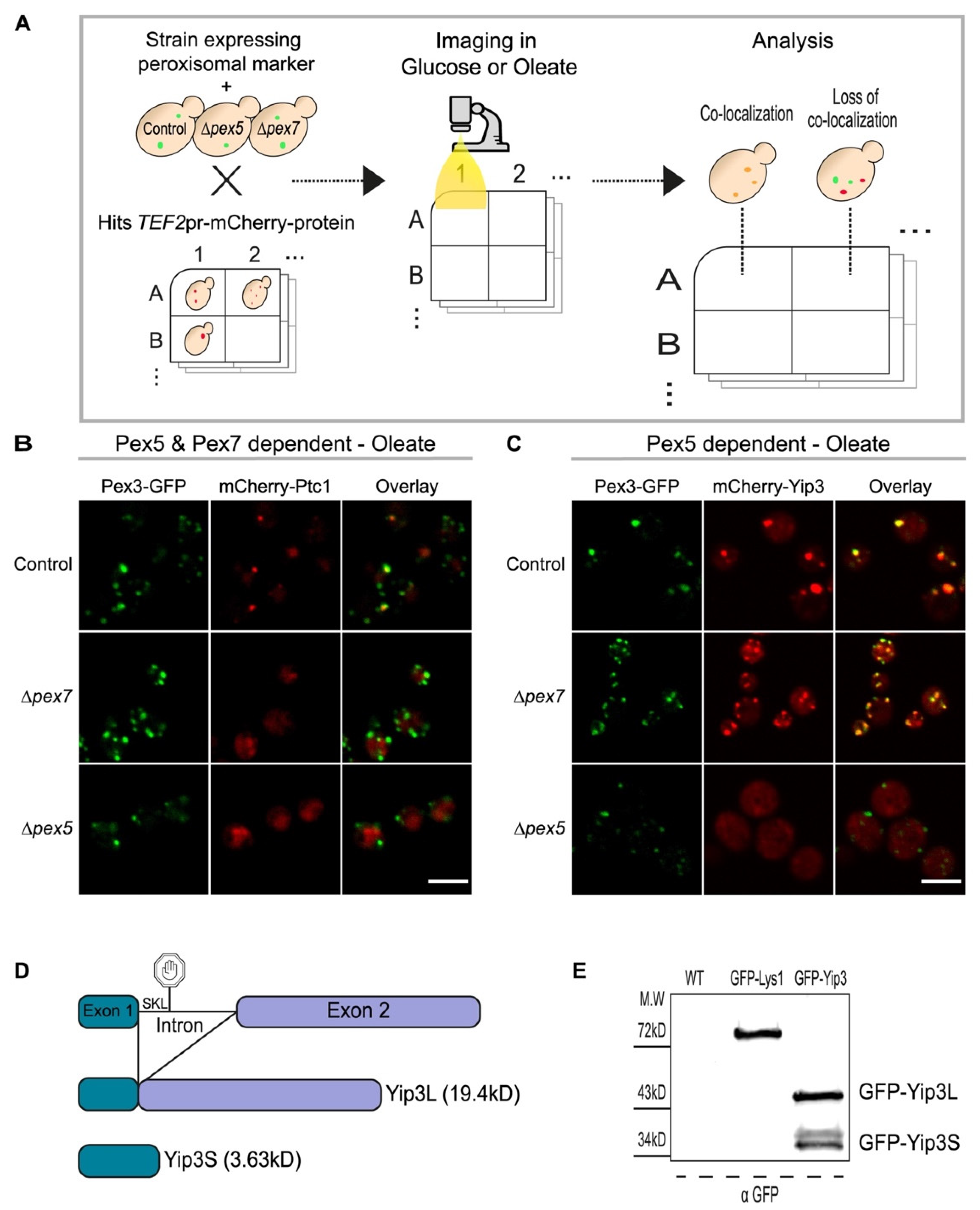 Cells 11 01426 g002 Cells 11 01426 g002