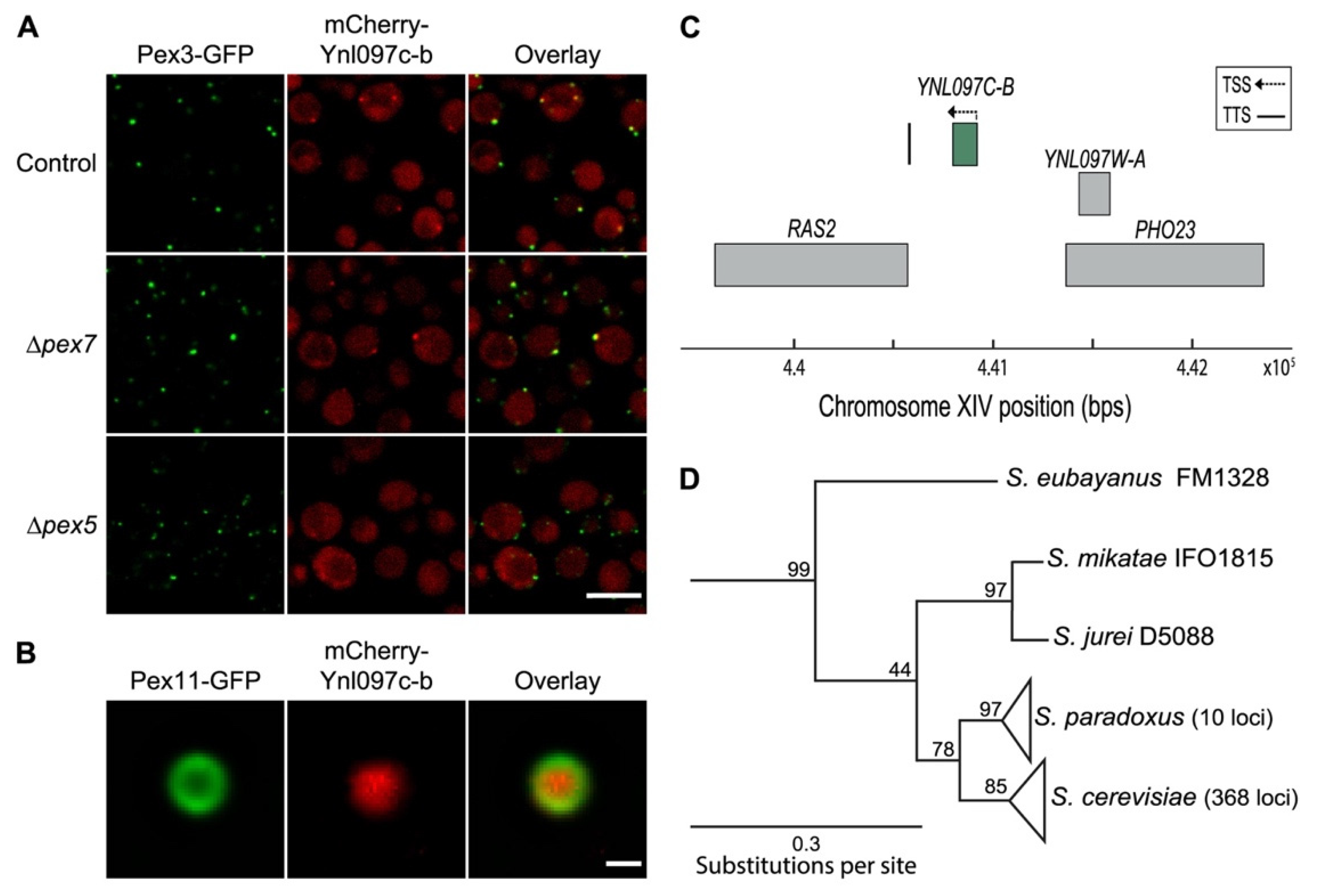 Cells 11 01426 g003 Cells 11 01426 g003