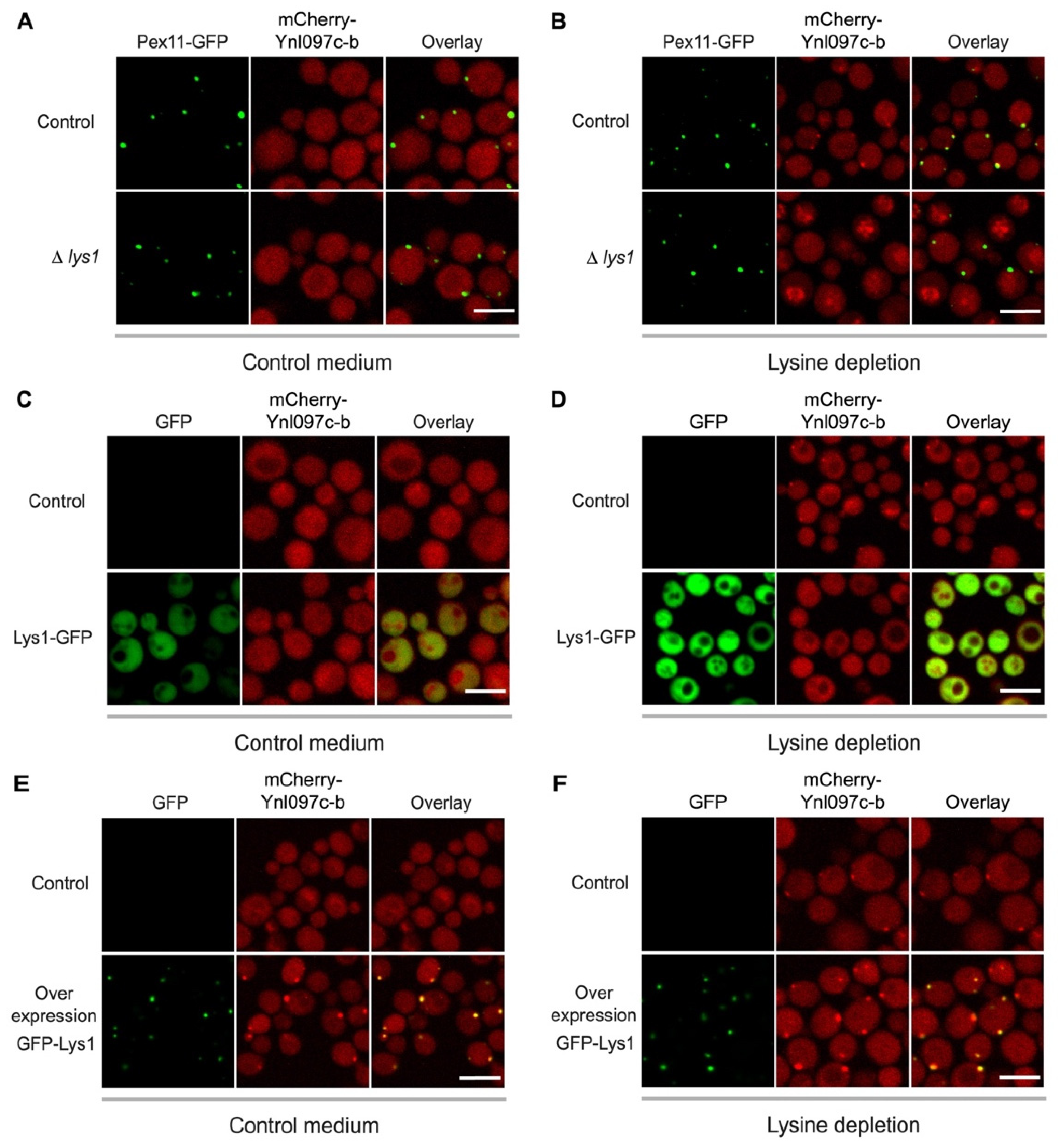 Cells 11 01426 g005 Cells 11 01426 g005