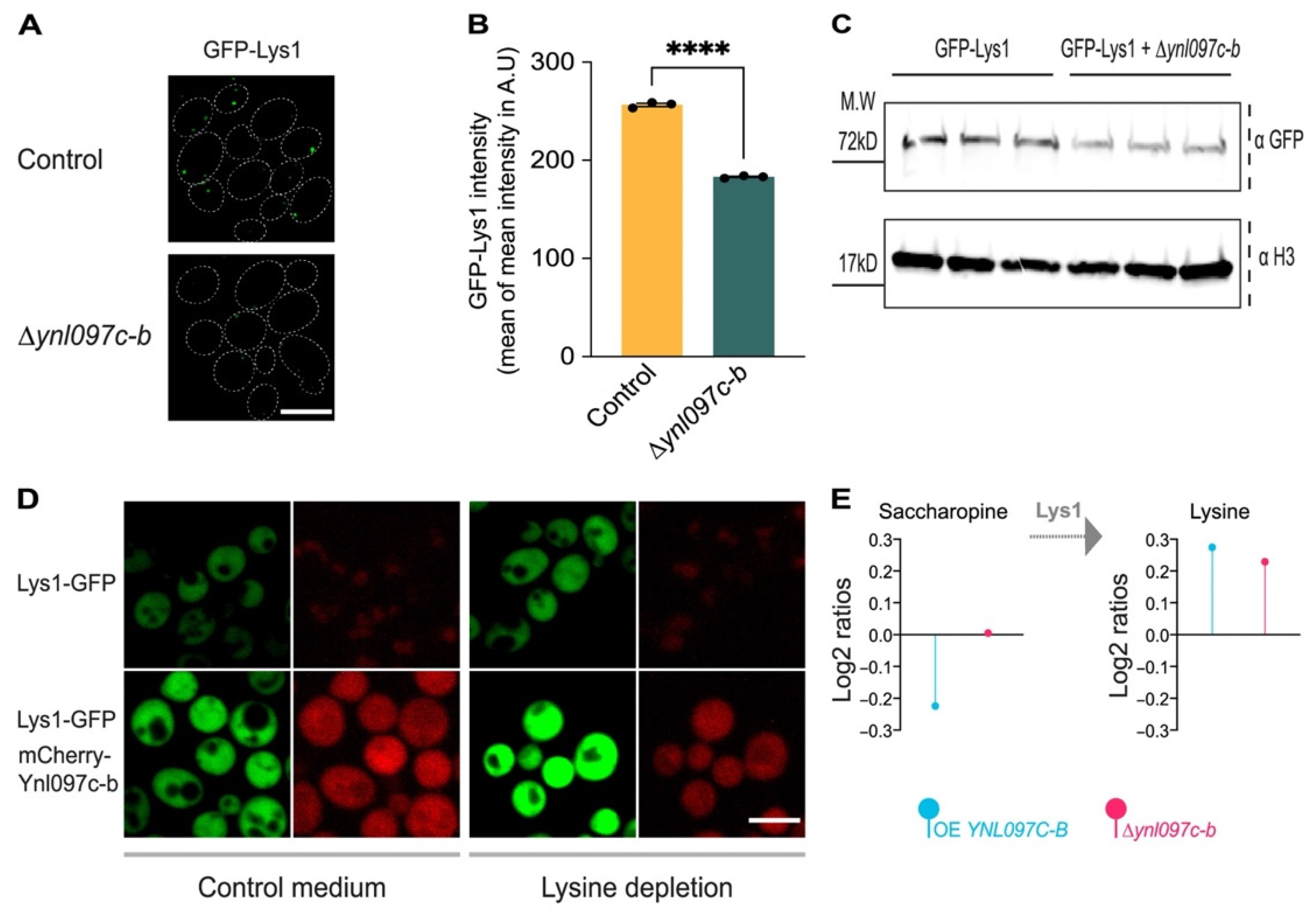 Cells 11 01426 g006 Cells 11 01426 g006