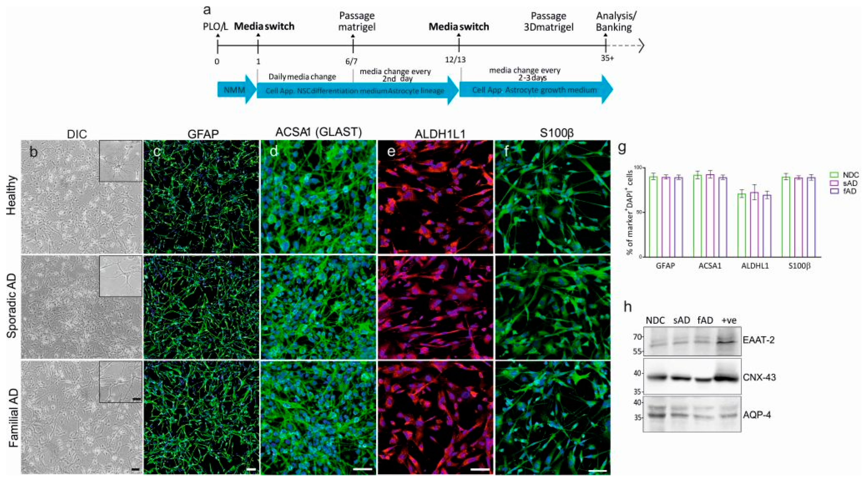 LIVE/DEAD Cell assay. a Control for live cells (normal astrocytes