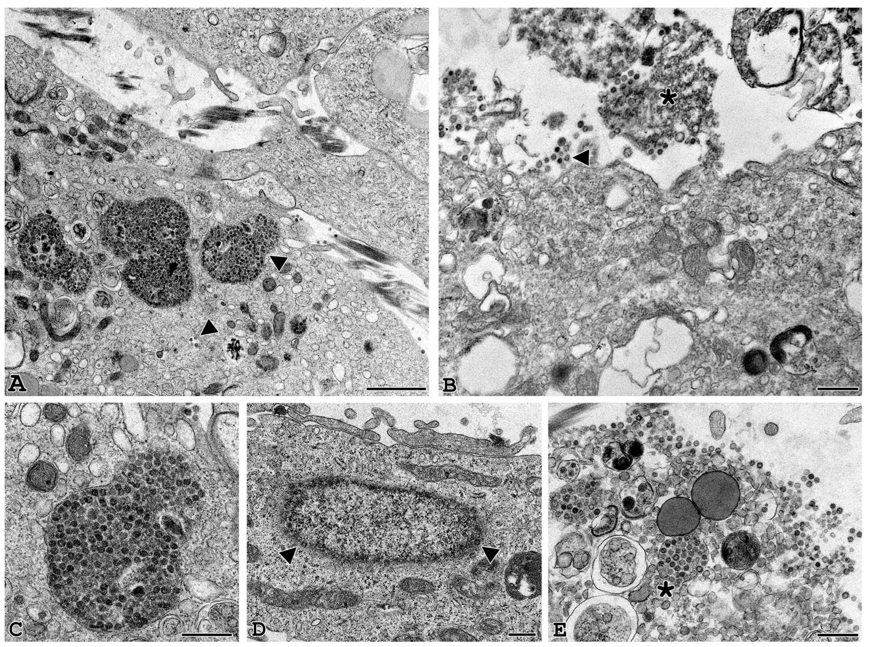Cells 11 01431 g005 550