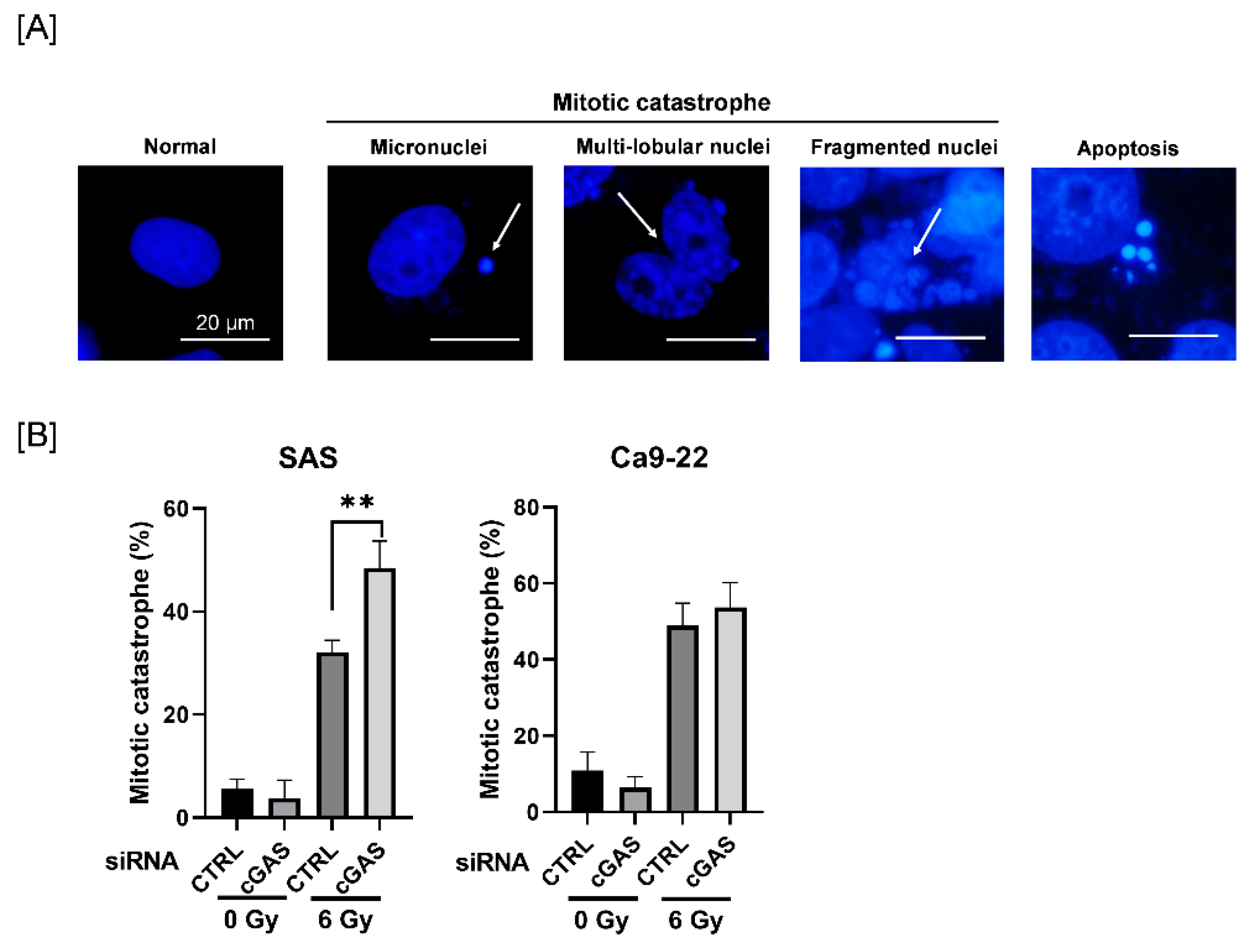 Cells 11 01434 g003 550