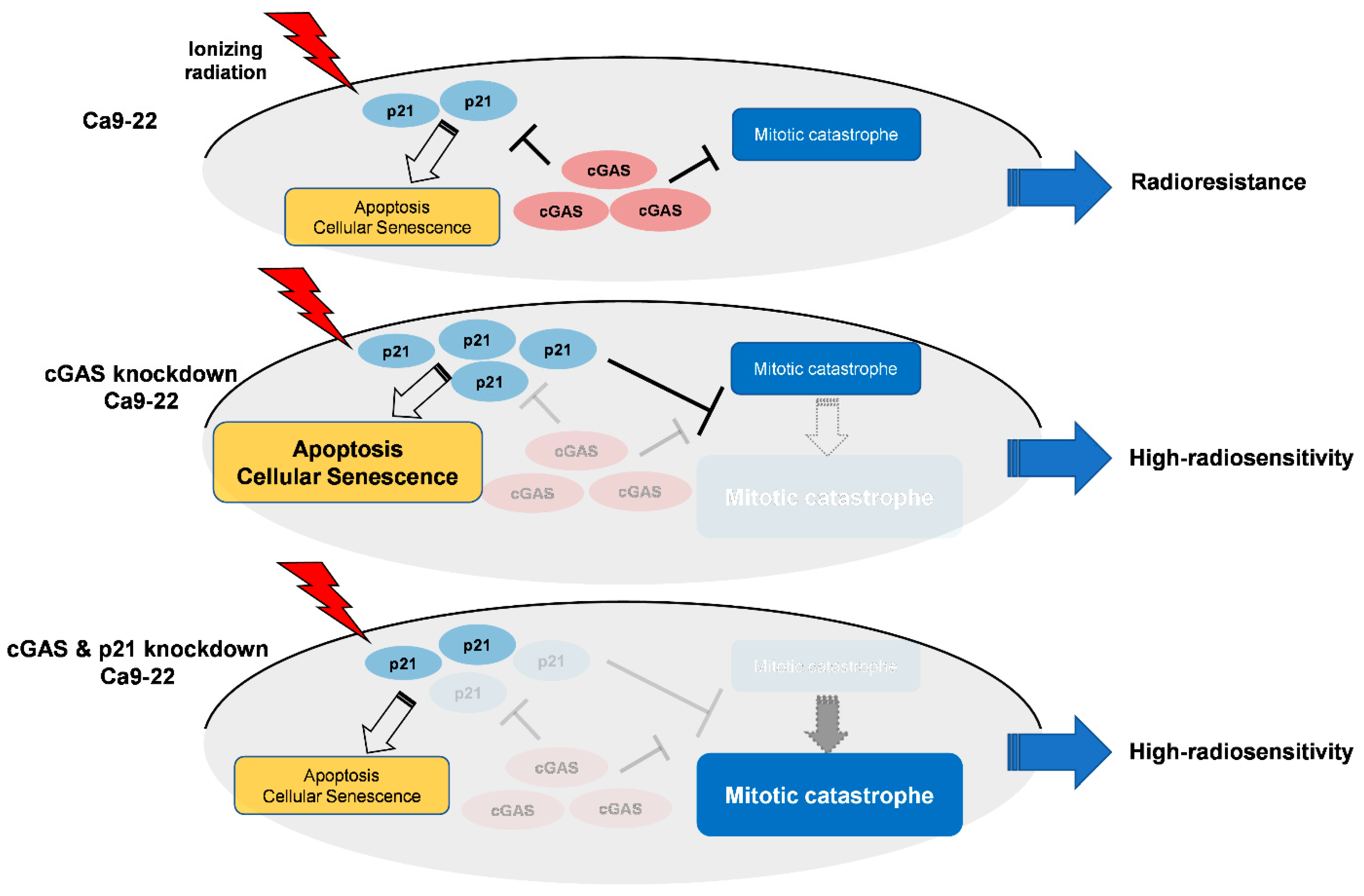 Cells 11 01434 g006 550