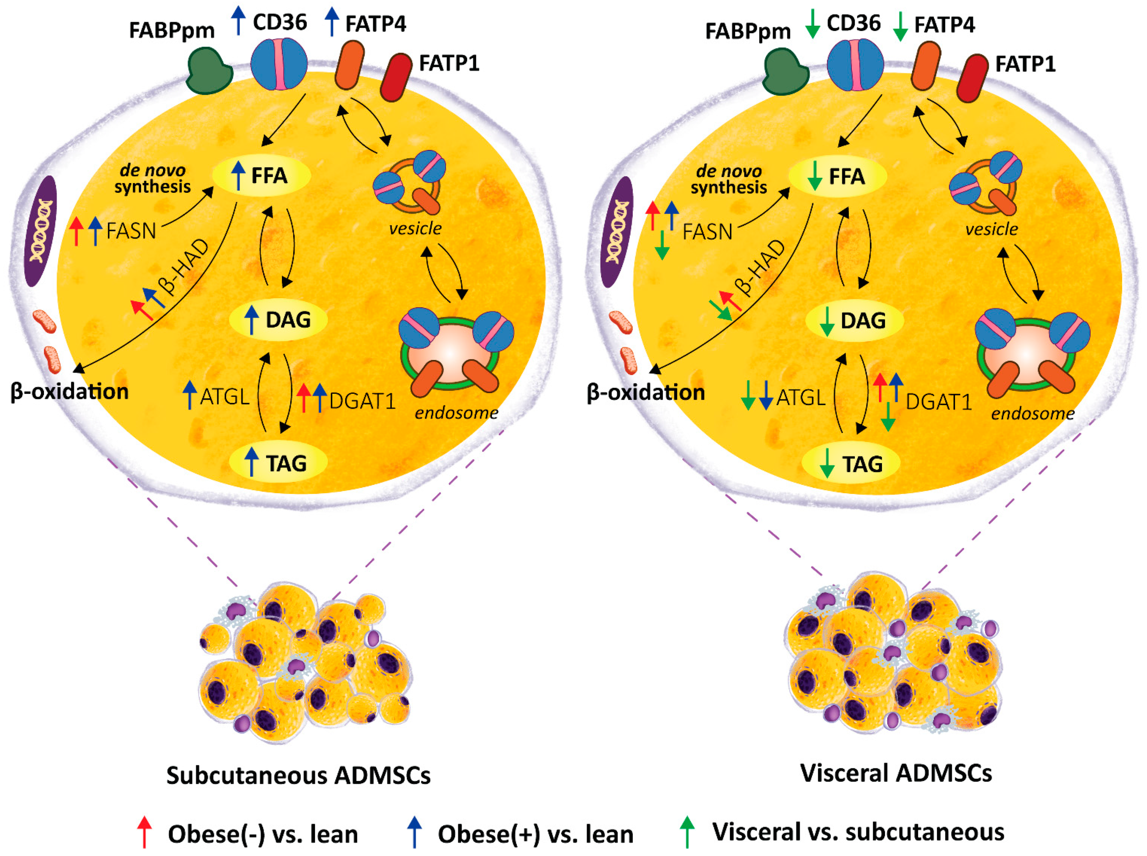 Cells 11 01435 g008 Cells 11 01435 g008