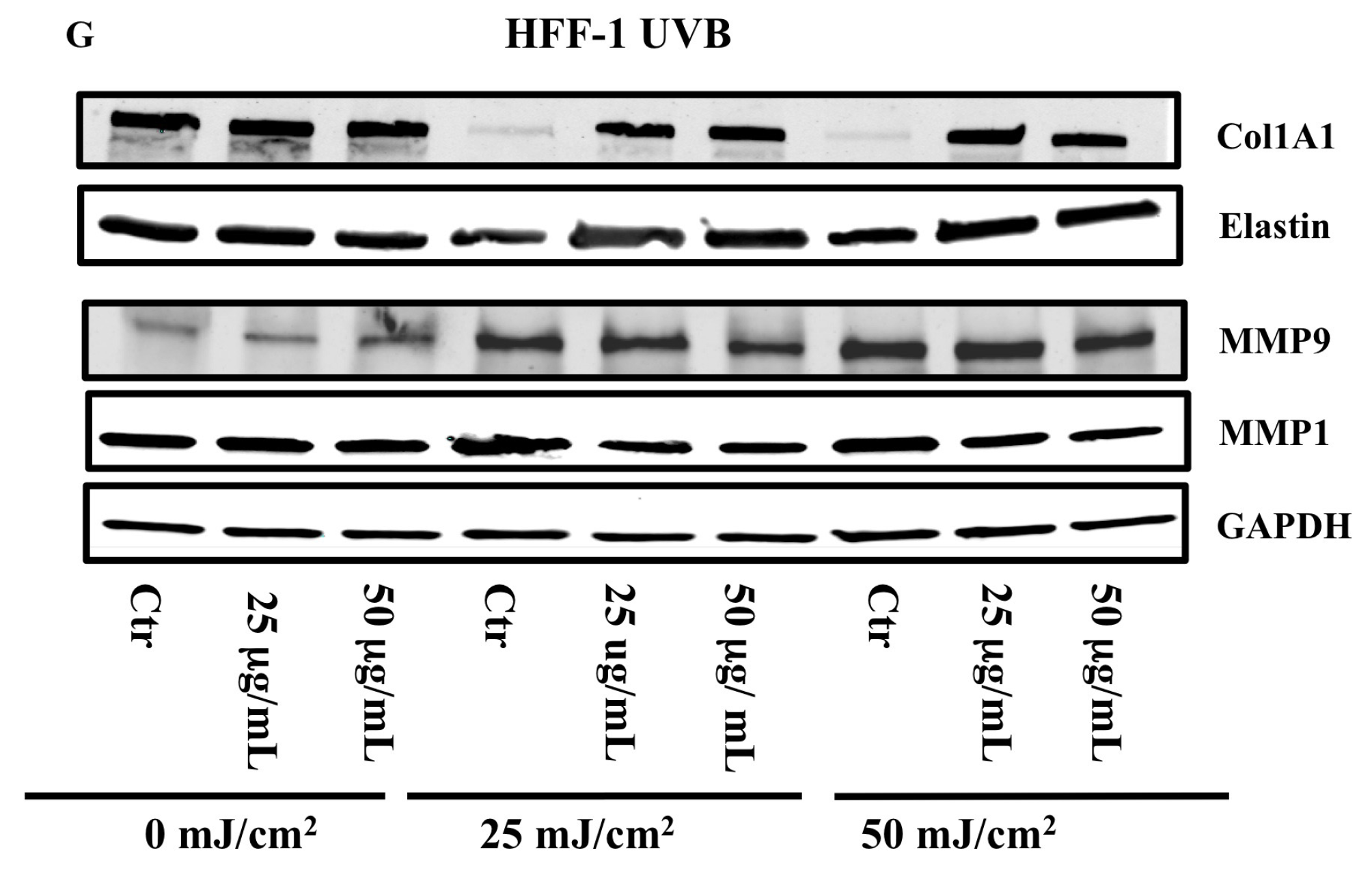 Cells 11 01447 g008b Cells 11 01447 g008b