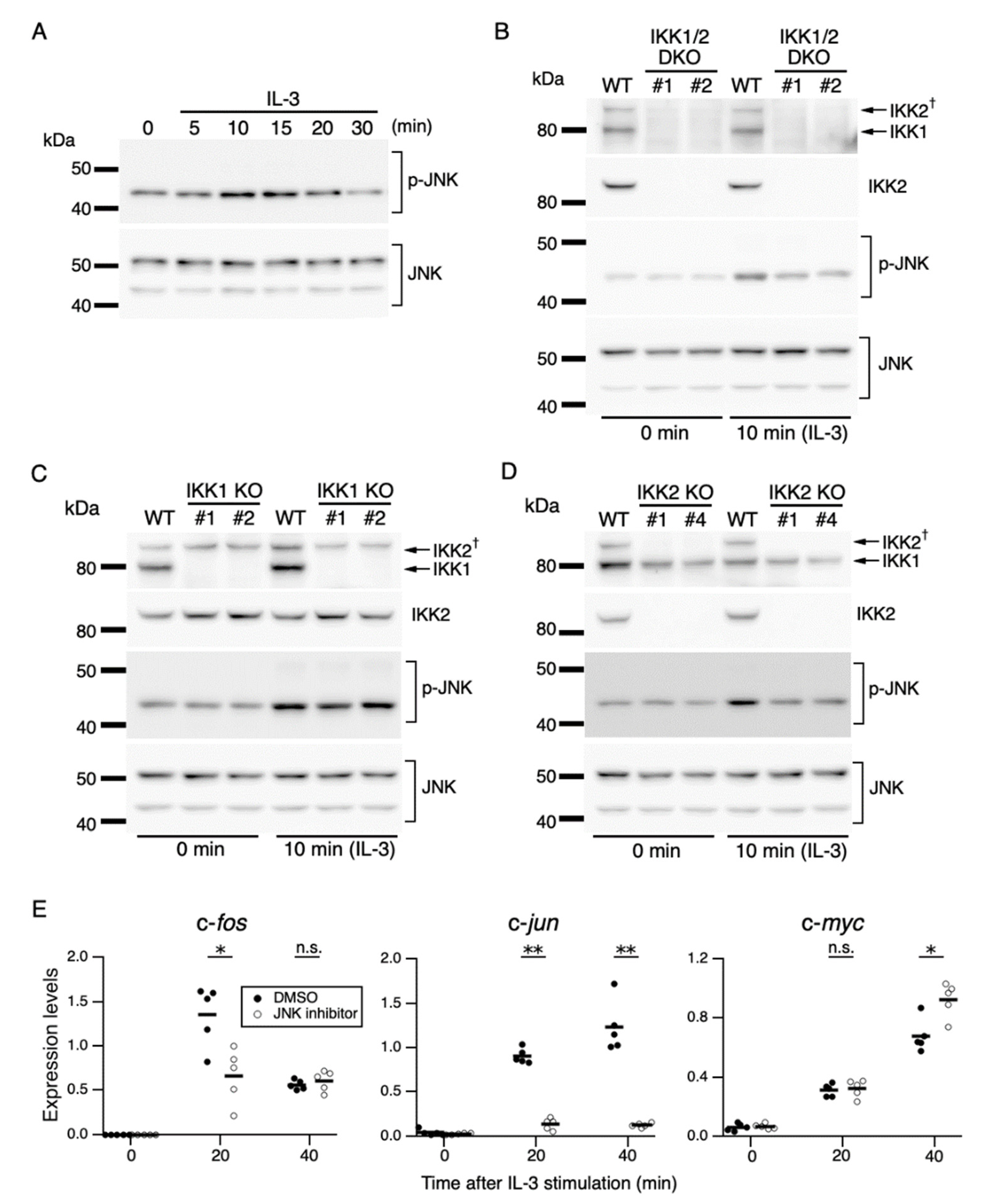 Cells 11 01451 g004