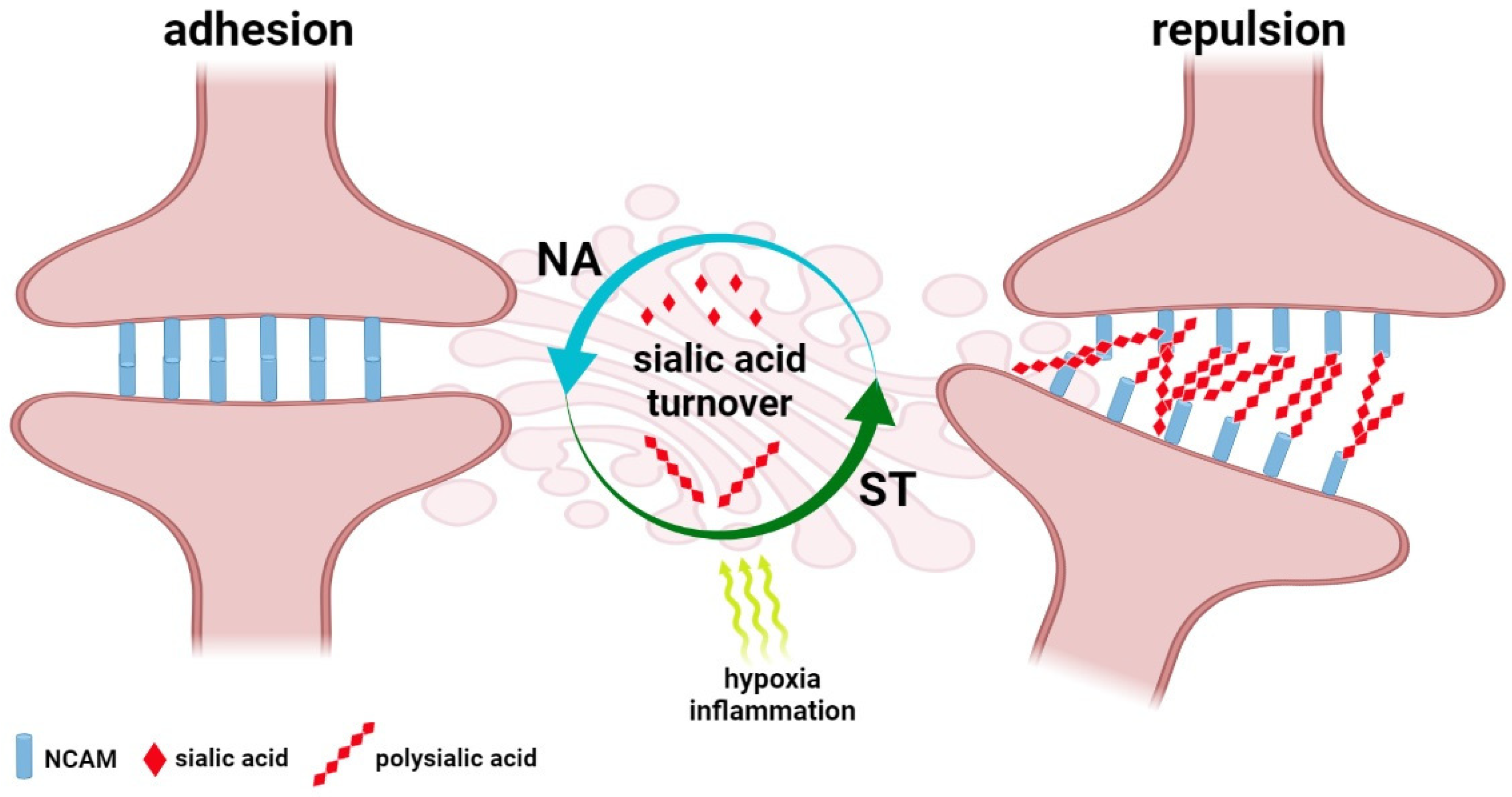 Cells 11 01458 g003 Cells 11 01458 g003