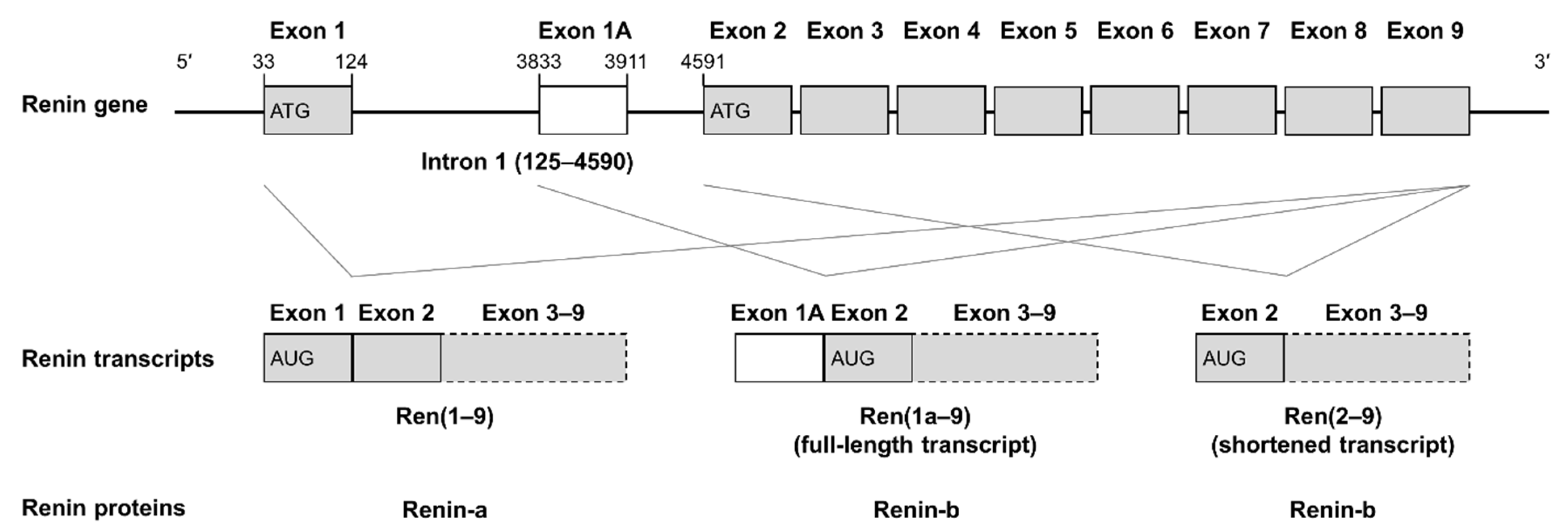 Cells 11 01459 g001 Cells 11 01459 g001