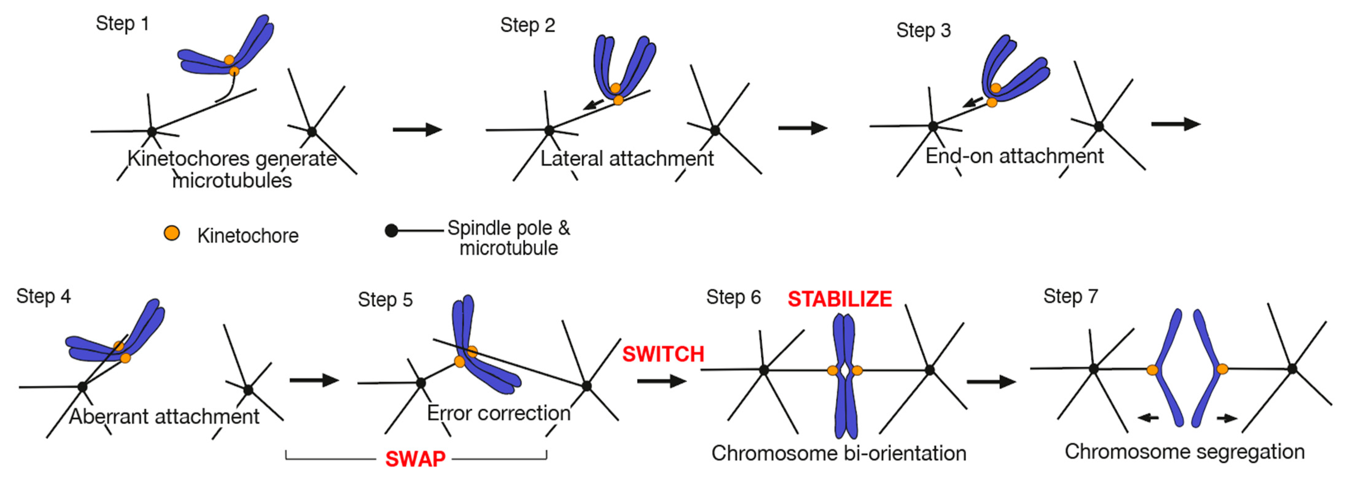 Cells 11 01462 g001 Cells 11 01462 g001