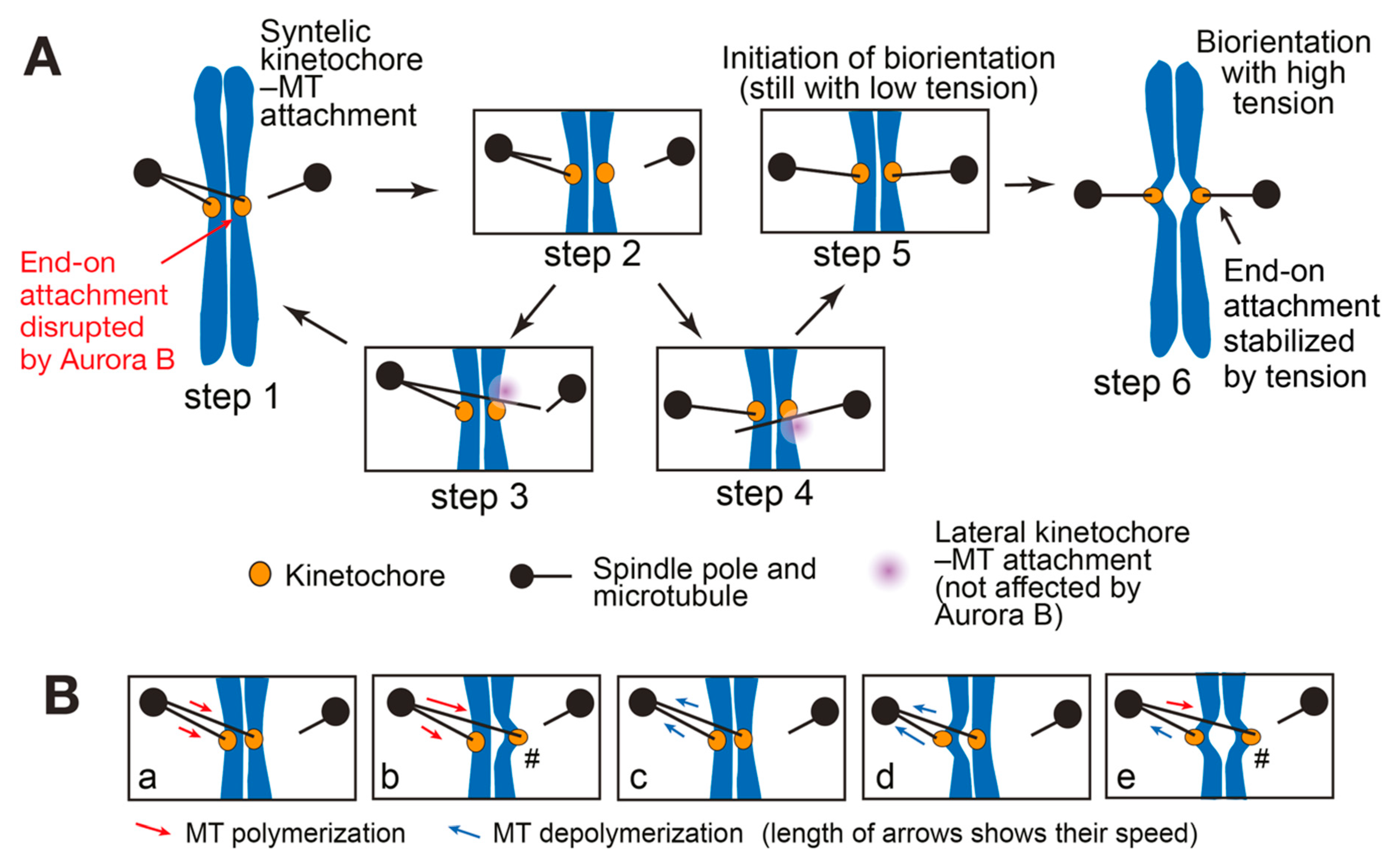 Cells 11 01462 g002 Cells 11 01462 g002