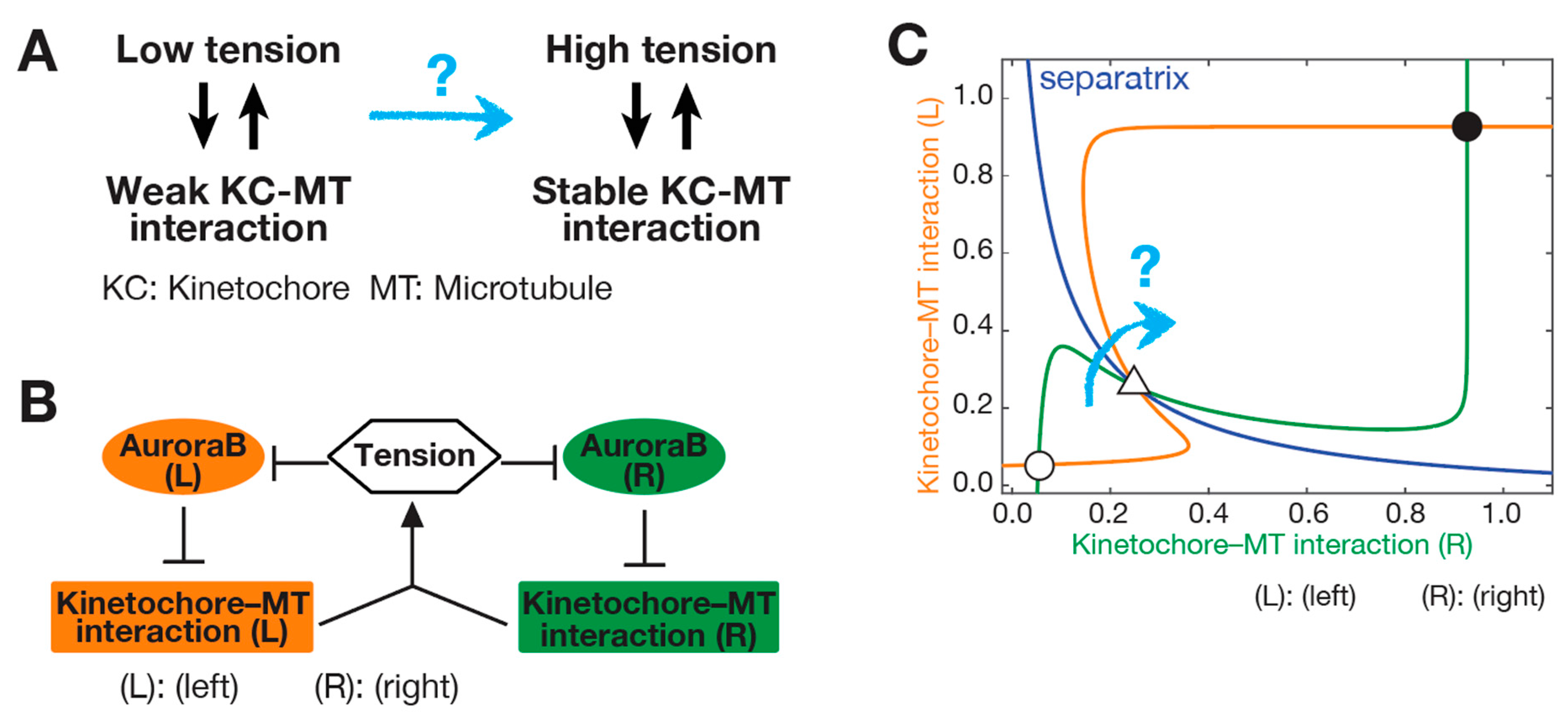 Cells 11 01462 g003 Cells 11 01462 g003