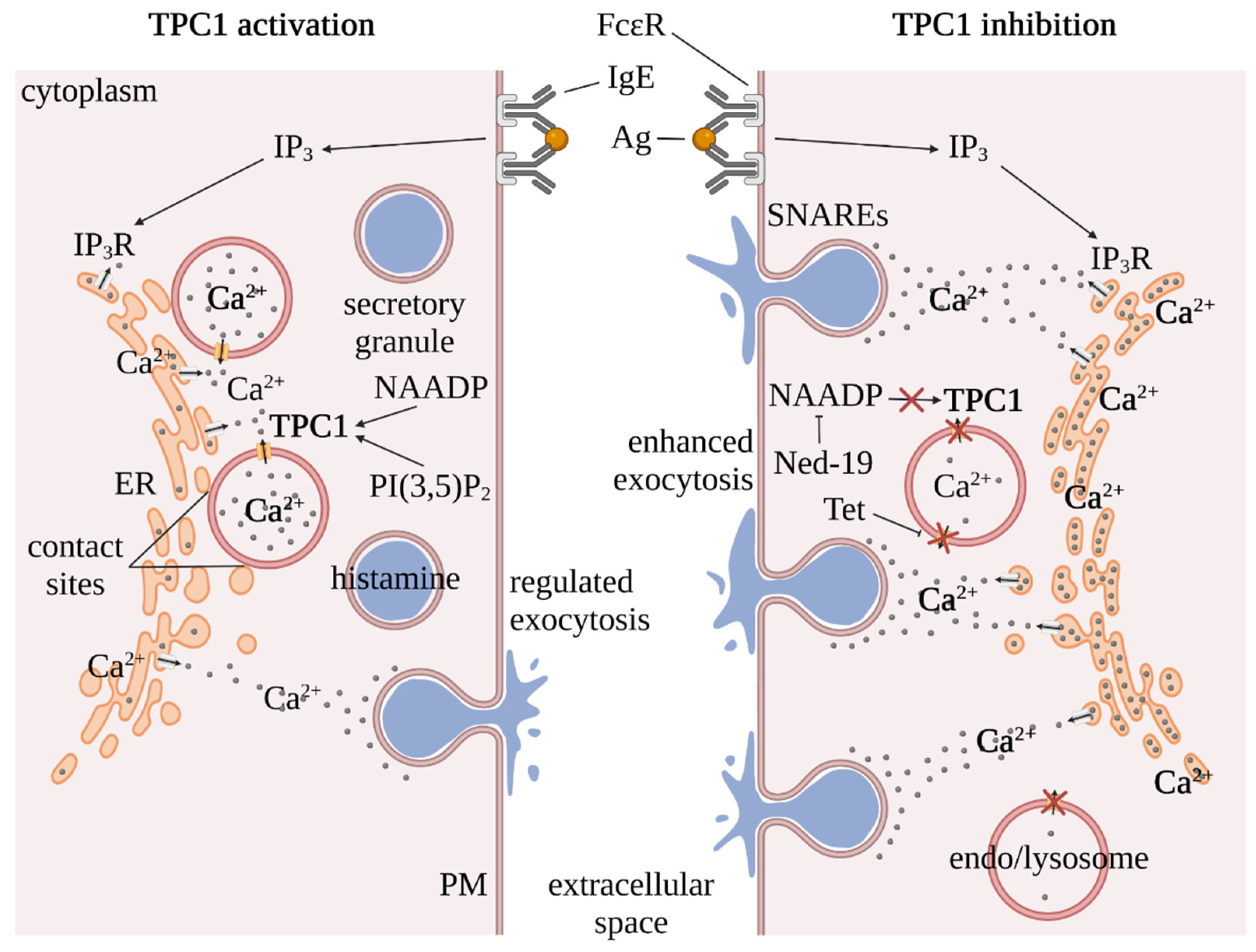 Cells 11 01465 g002 550