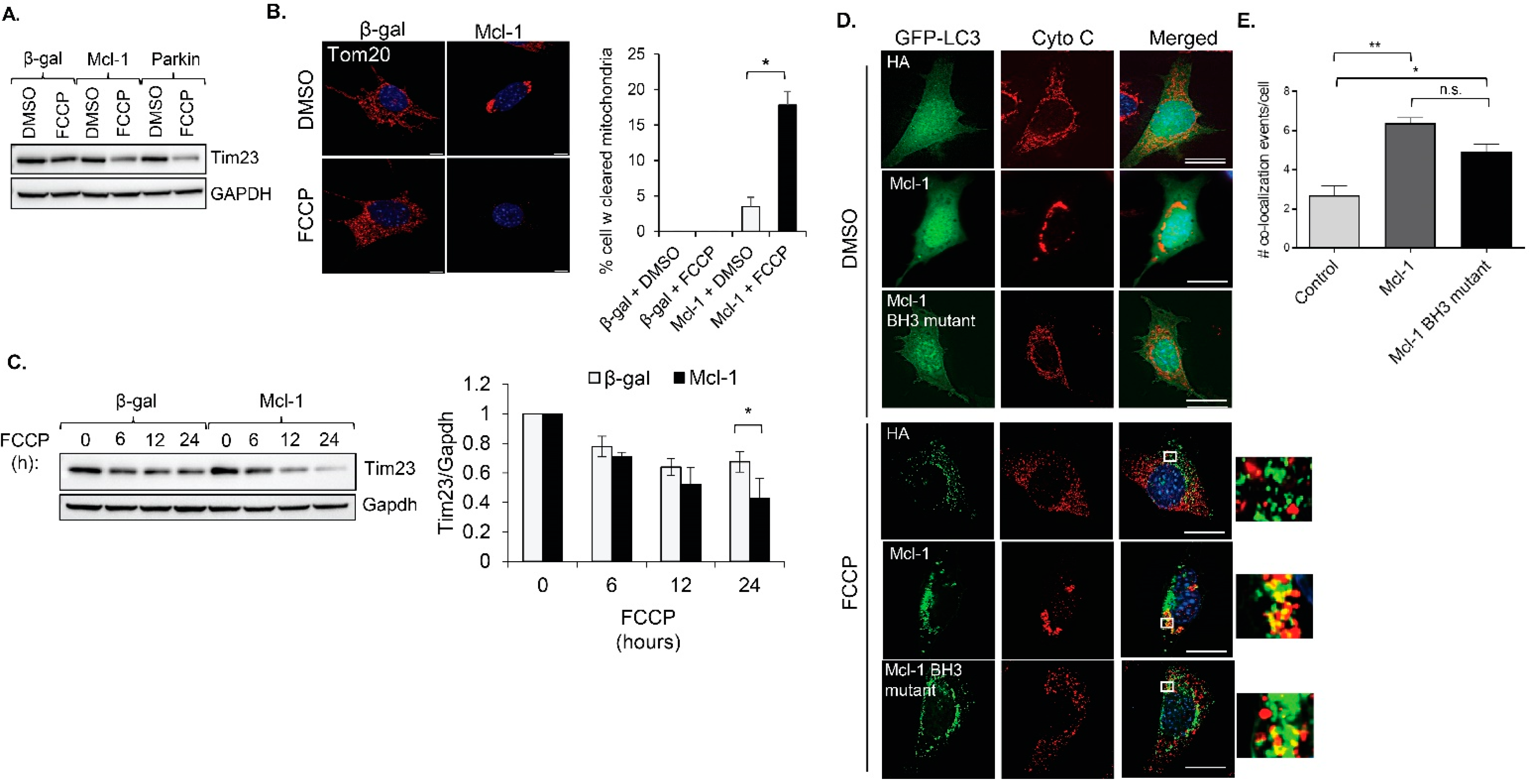 Cells 11 01469 g004 550