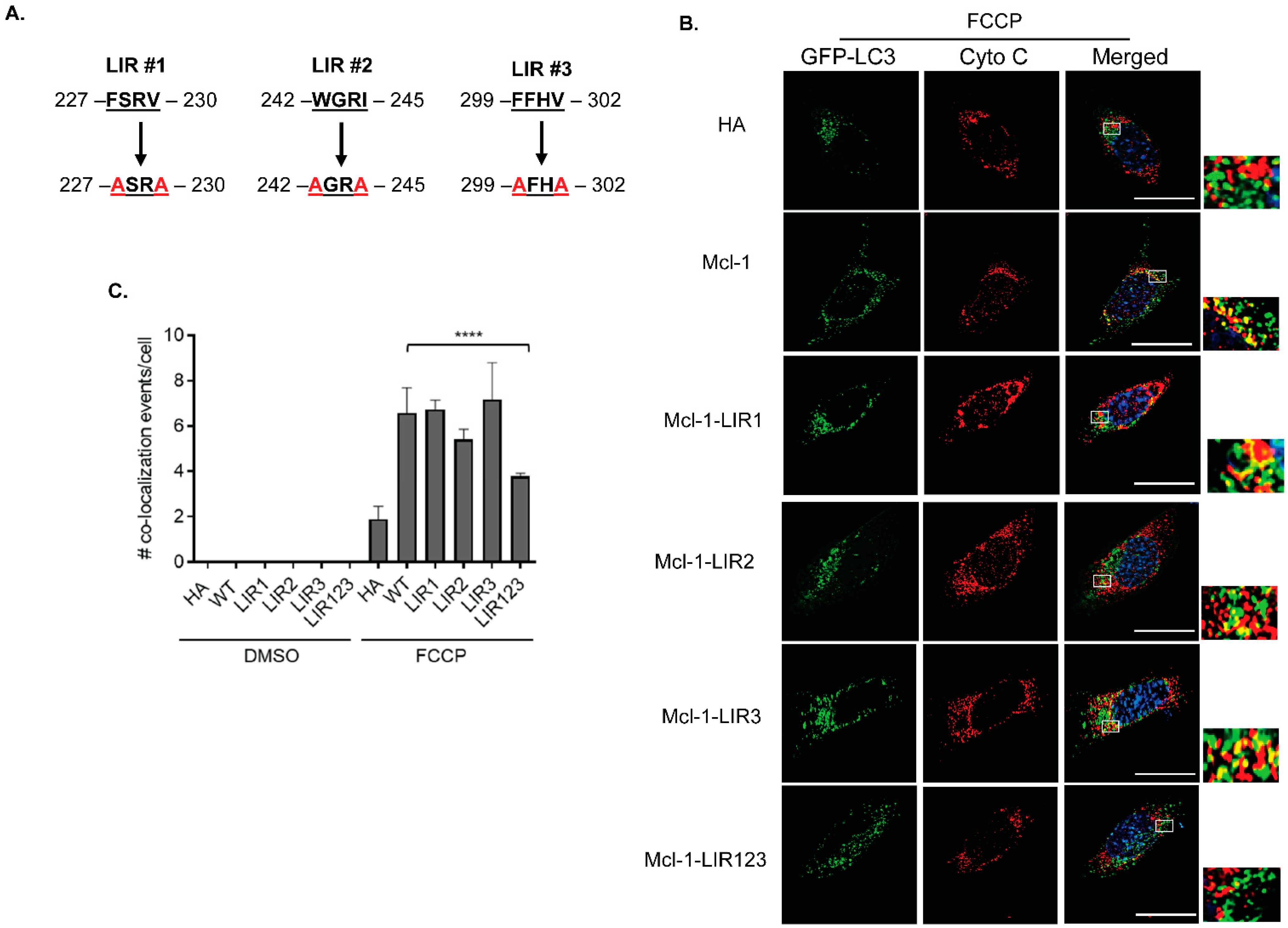 Cells 11 01469 g005 550