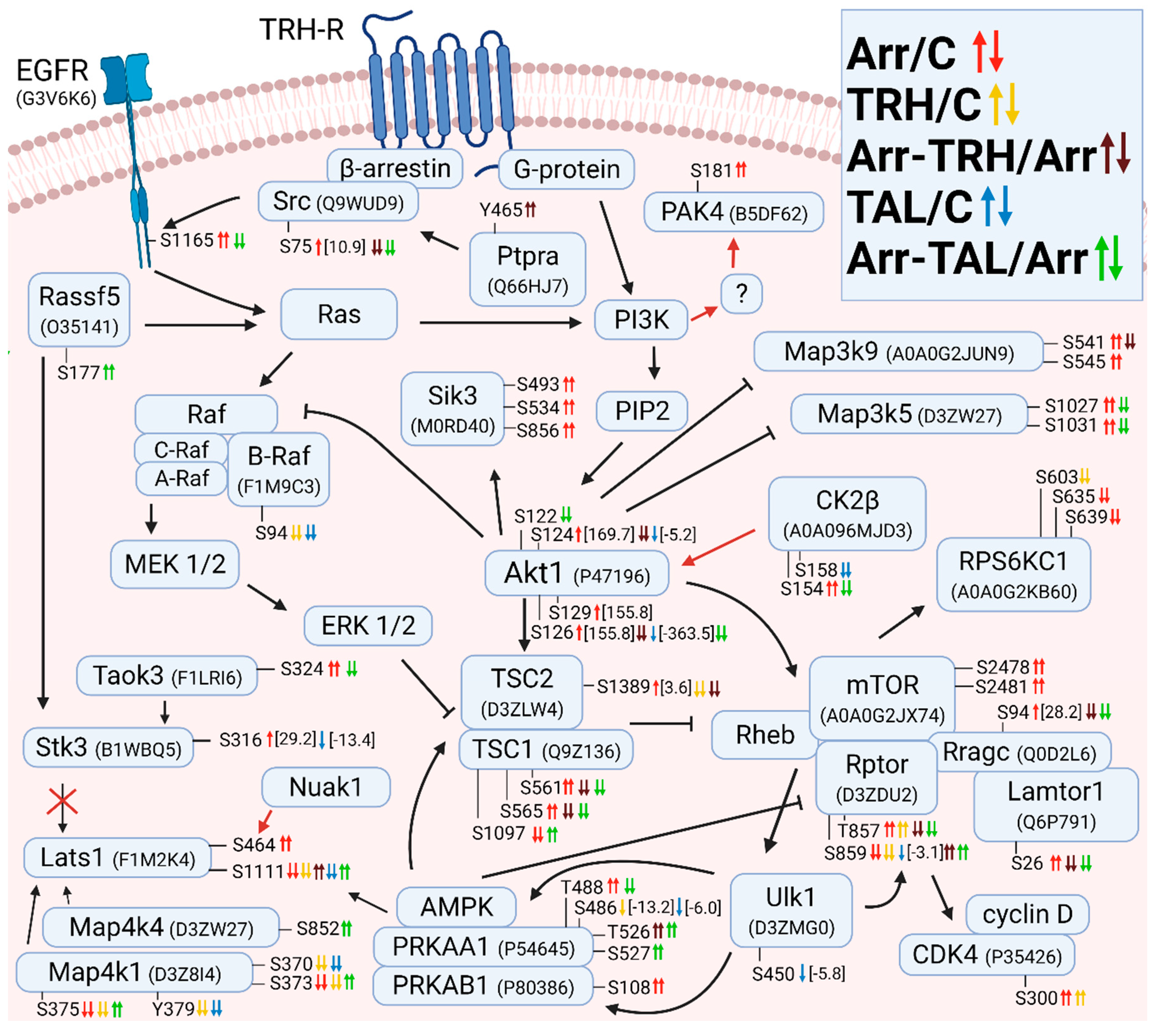 Site-specific phosphorylations of the Arf activator GBF1 differentially  regulate GBF1 function in Golgi homeostasis and secretion versus  cytokinesis