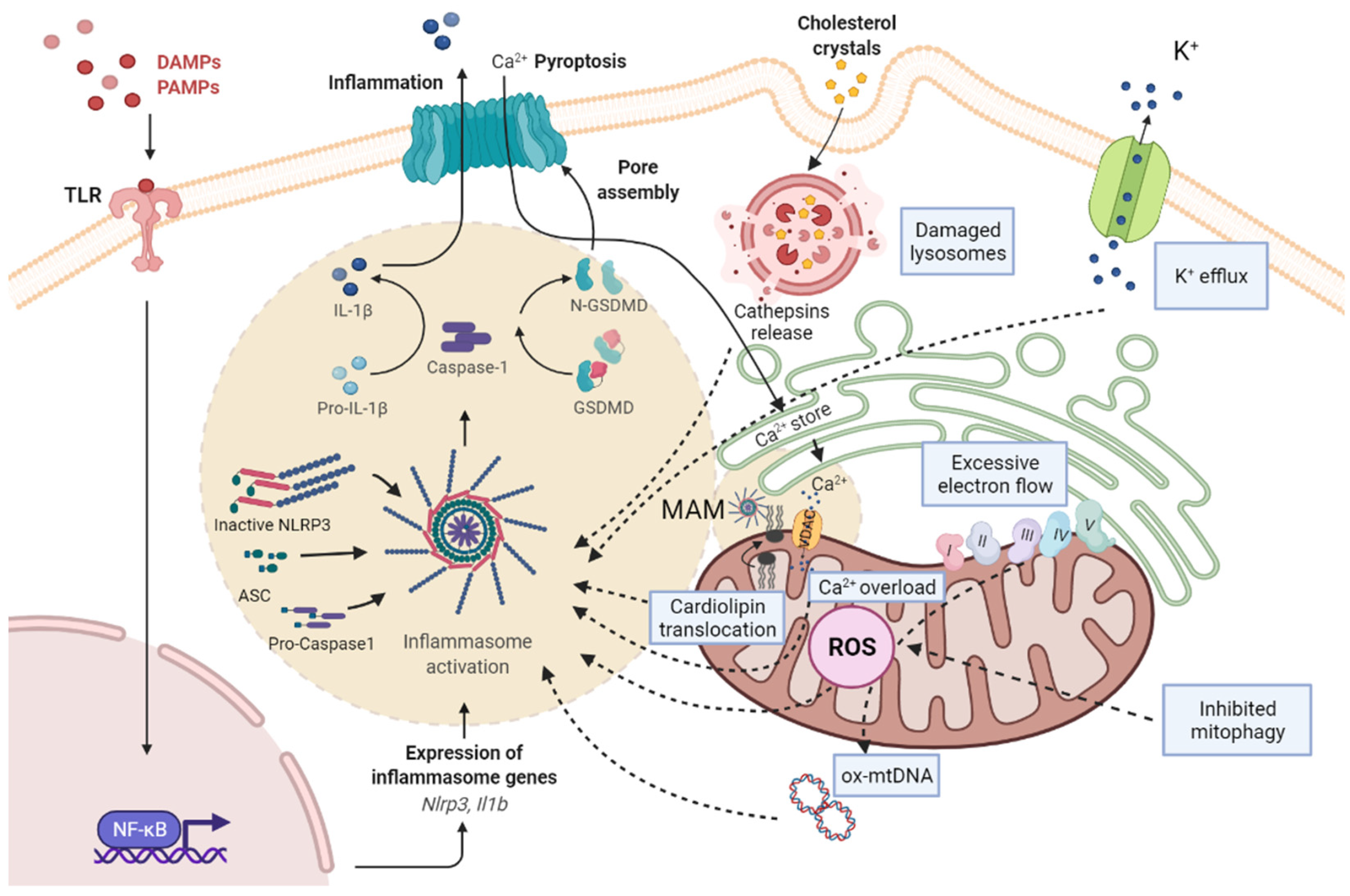 Cells 11 01475 g001 550