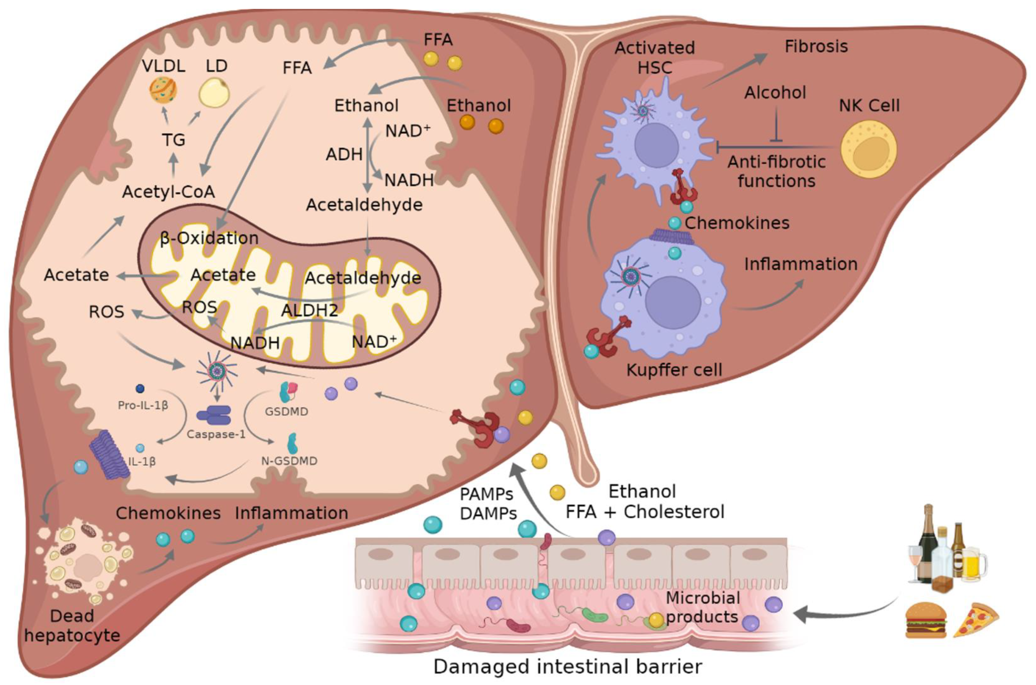 Cells 11 01475 g002 550