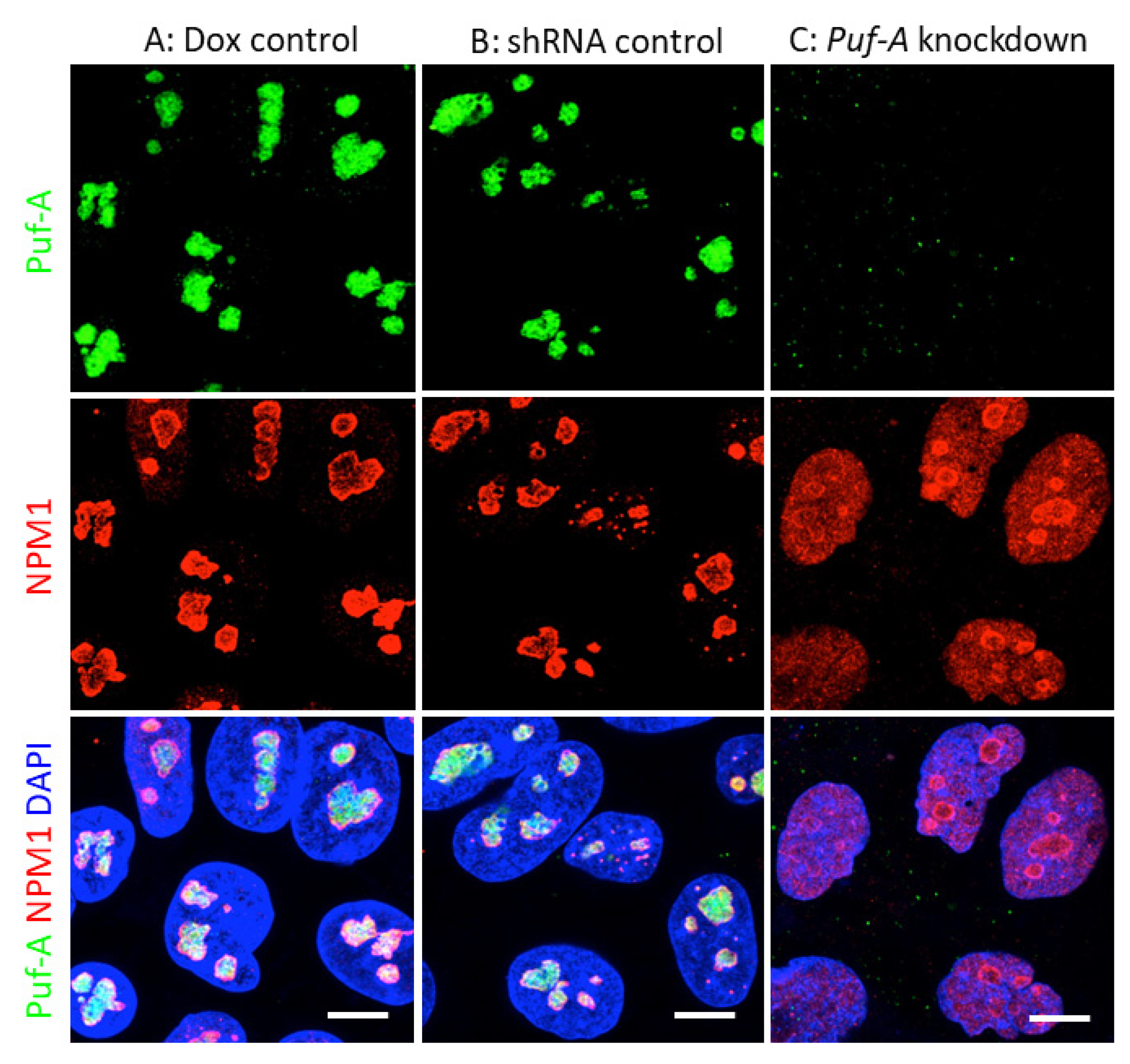 Cells 11 01476 g004 Cells 11 01476 g004