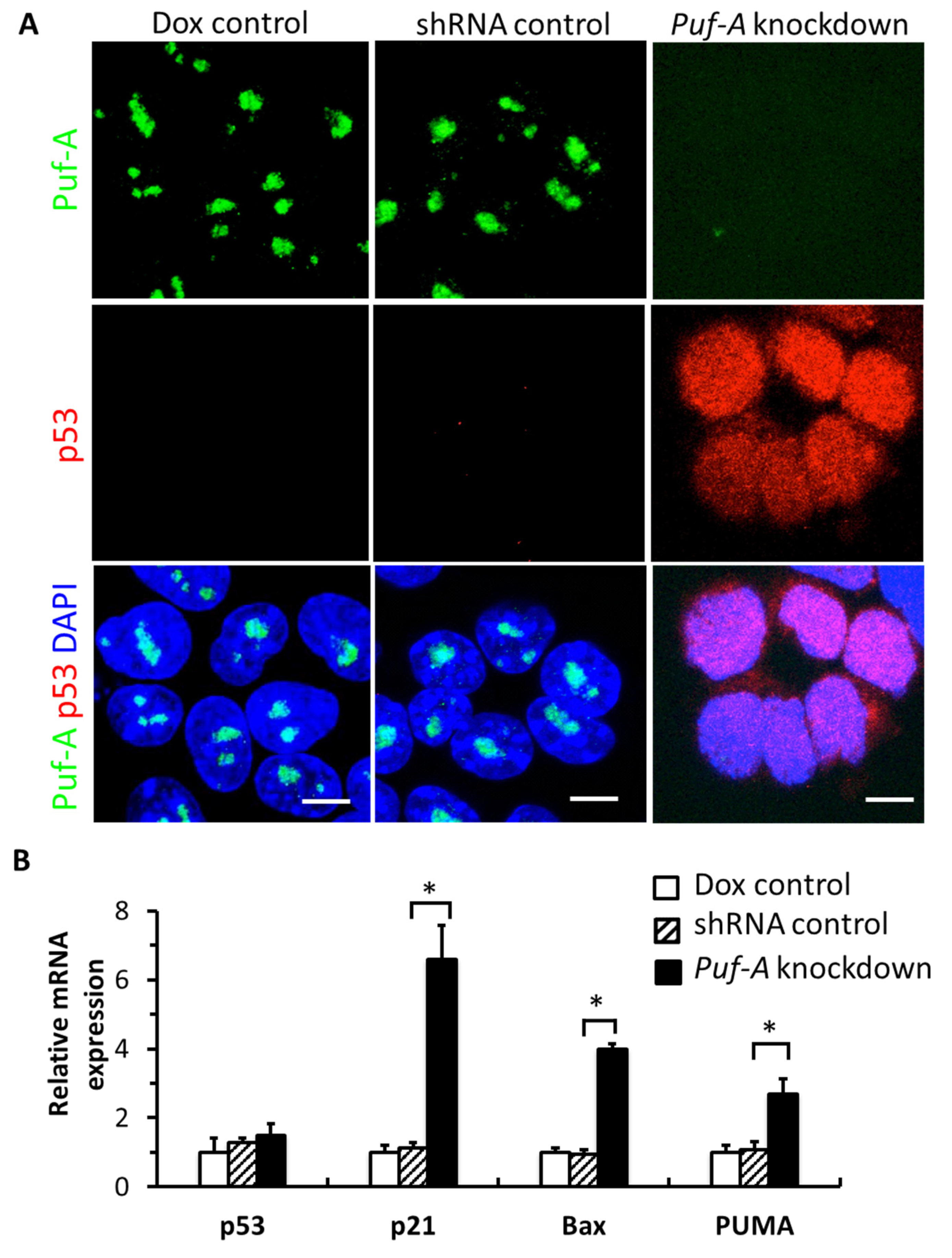 Cells 11 01476 g005 Cells 11 01476 g005
