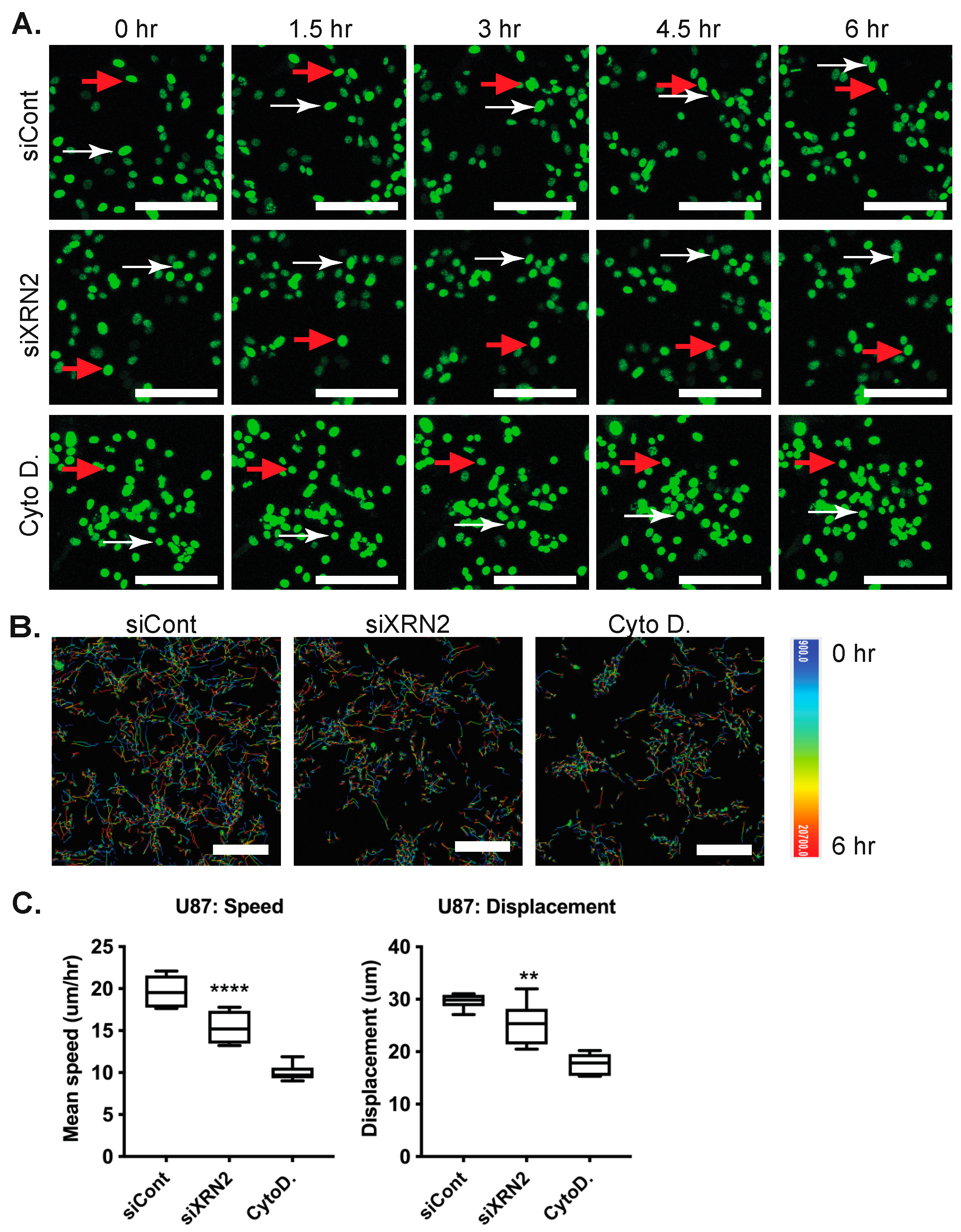Cells 11 01481 g002 550