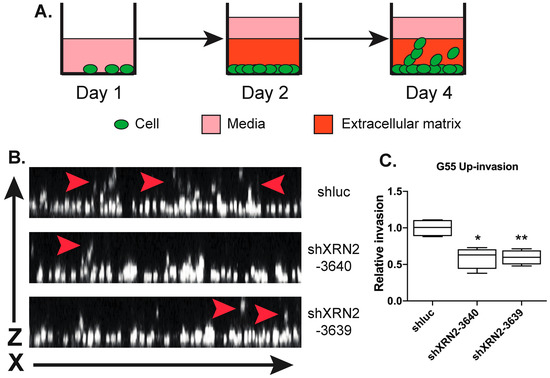 XRN2 Is Required for Cell Motility and Invasion in Glioblastomas