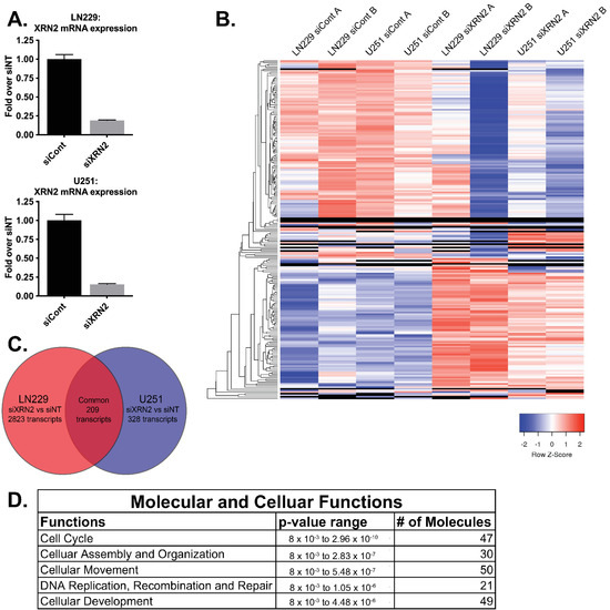 XRN2 Is Required for Cell Motility and Invasion in Glioblastomas XRN2 Is Required for Cell Motility and Invasion in Glioblastomas
