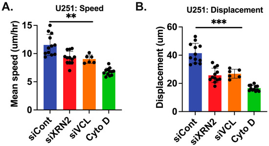 XRN2 Is Required for Cell Motility and Invasion in Glioblastomas