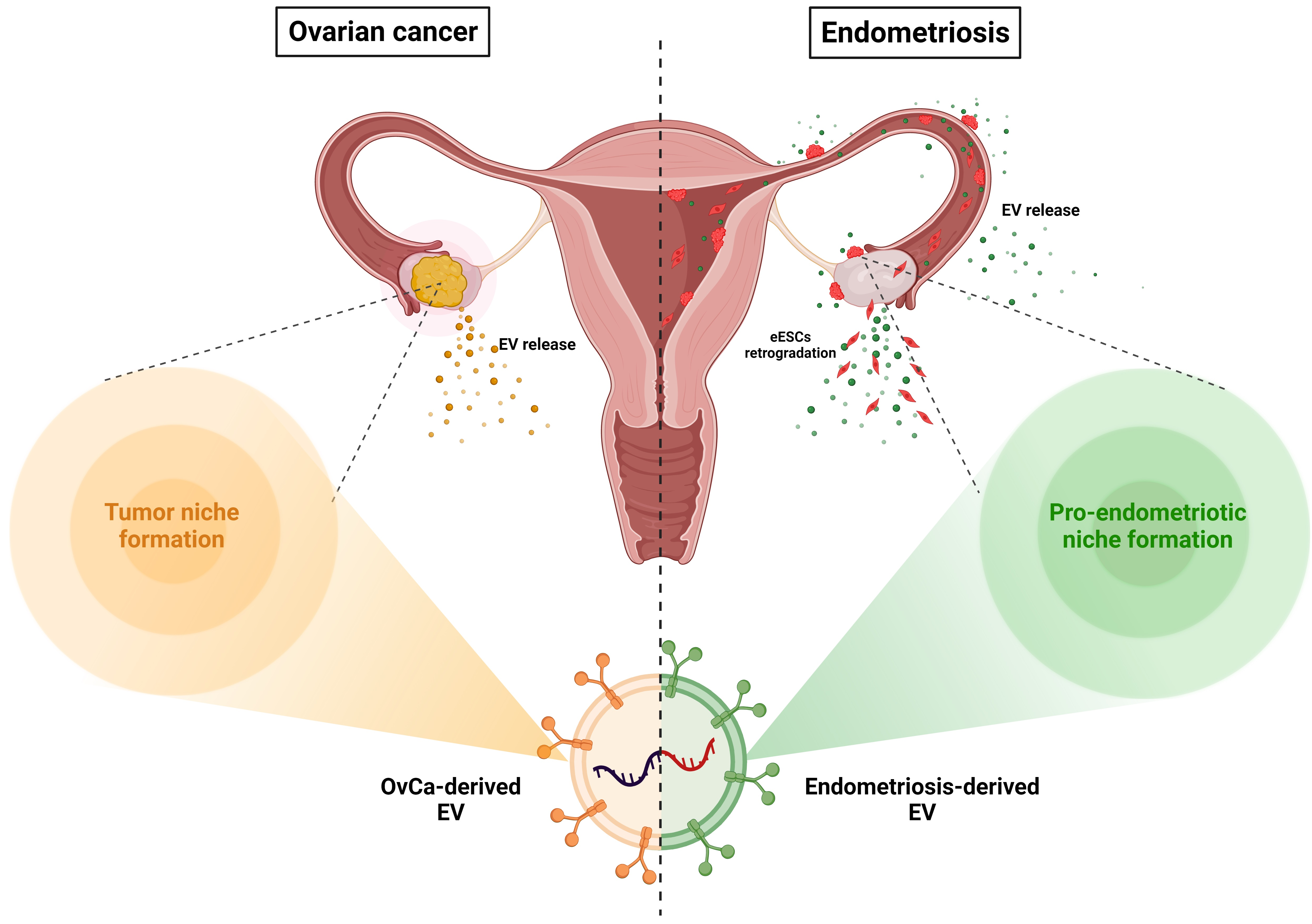 HPV-pozitív száj- és garatüregi carcinoma: a kezelés és a prognózis szisztematikus áttekintése
