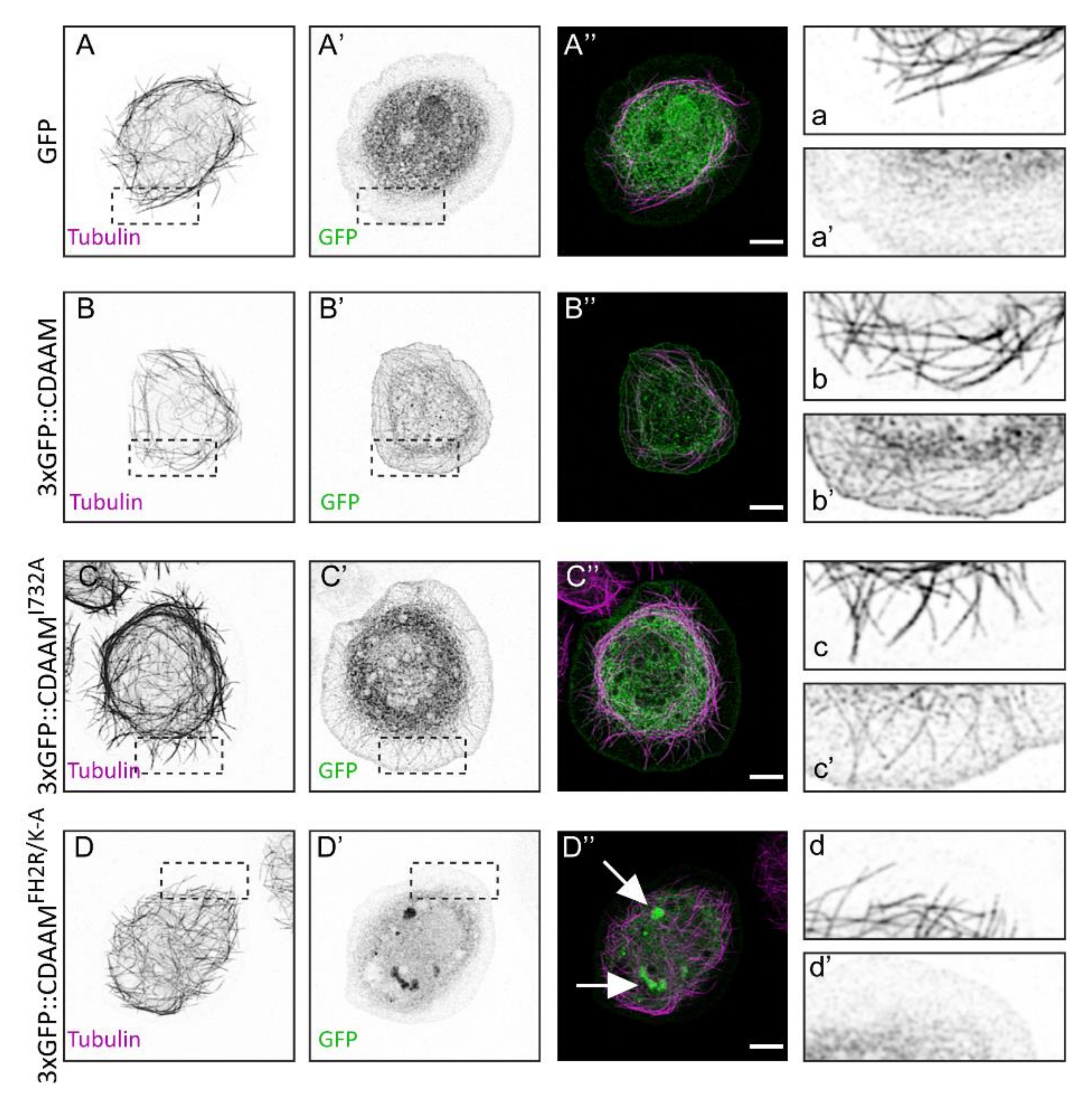 Cells 11 01487 g004 Cells 11 01487 g004