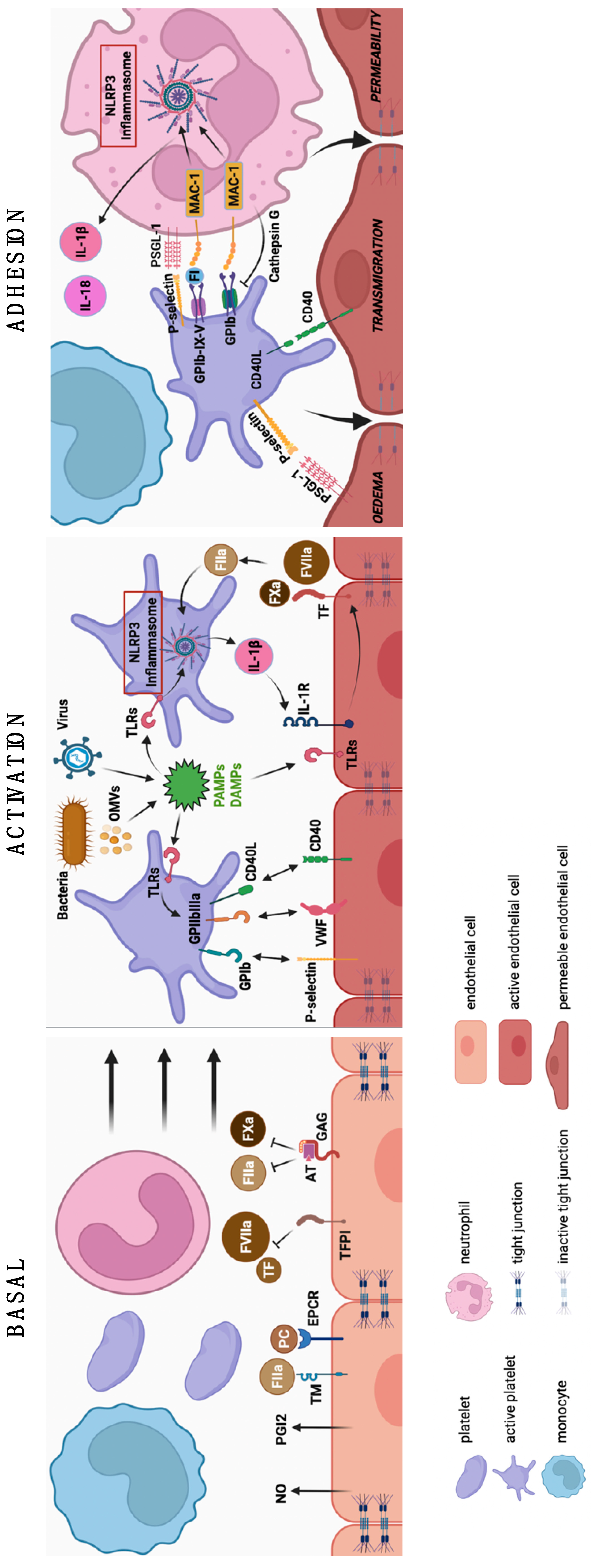 Cells | Free Full-Text | Platelet Versus Megakaryocyte: Who Is the 