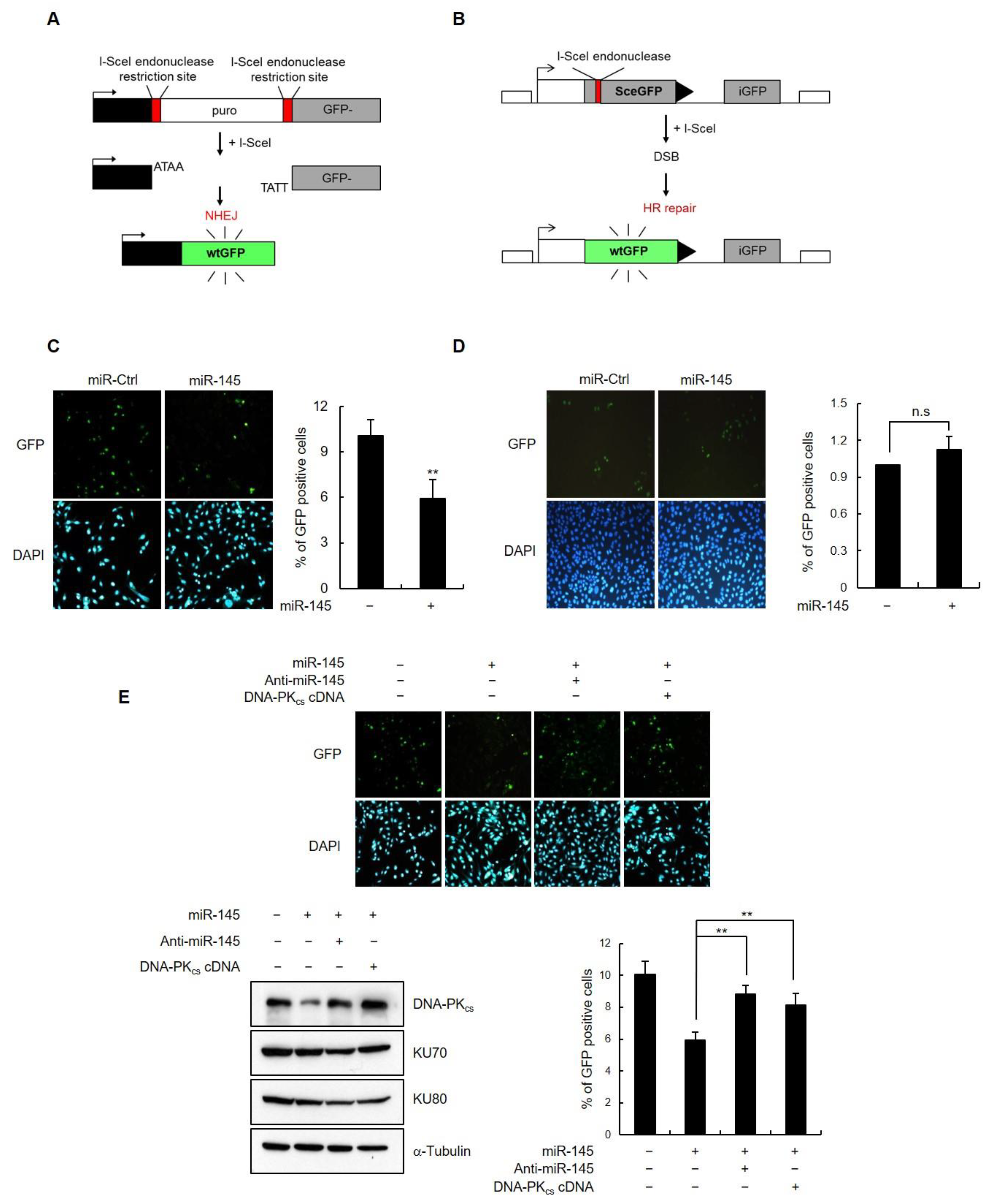 Cells 11 01509 g005 Cells 11 01509 g005