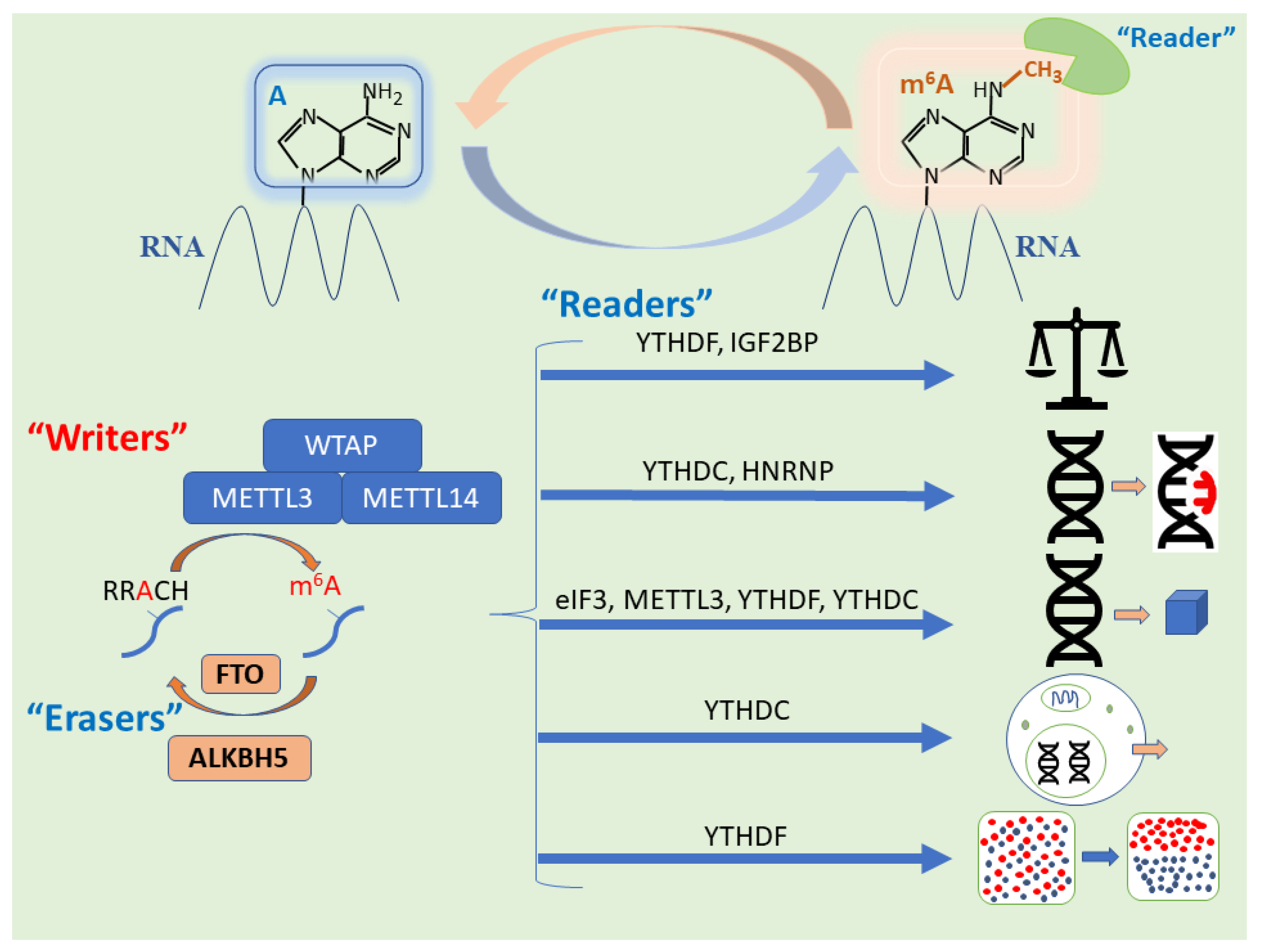 Cells 11 01516 g001 550
