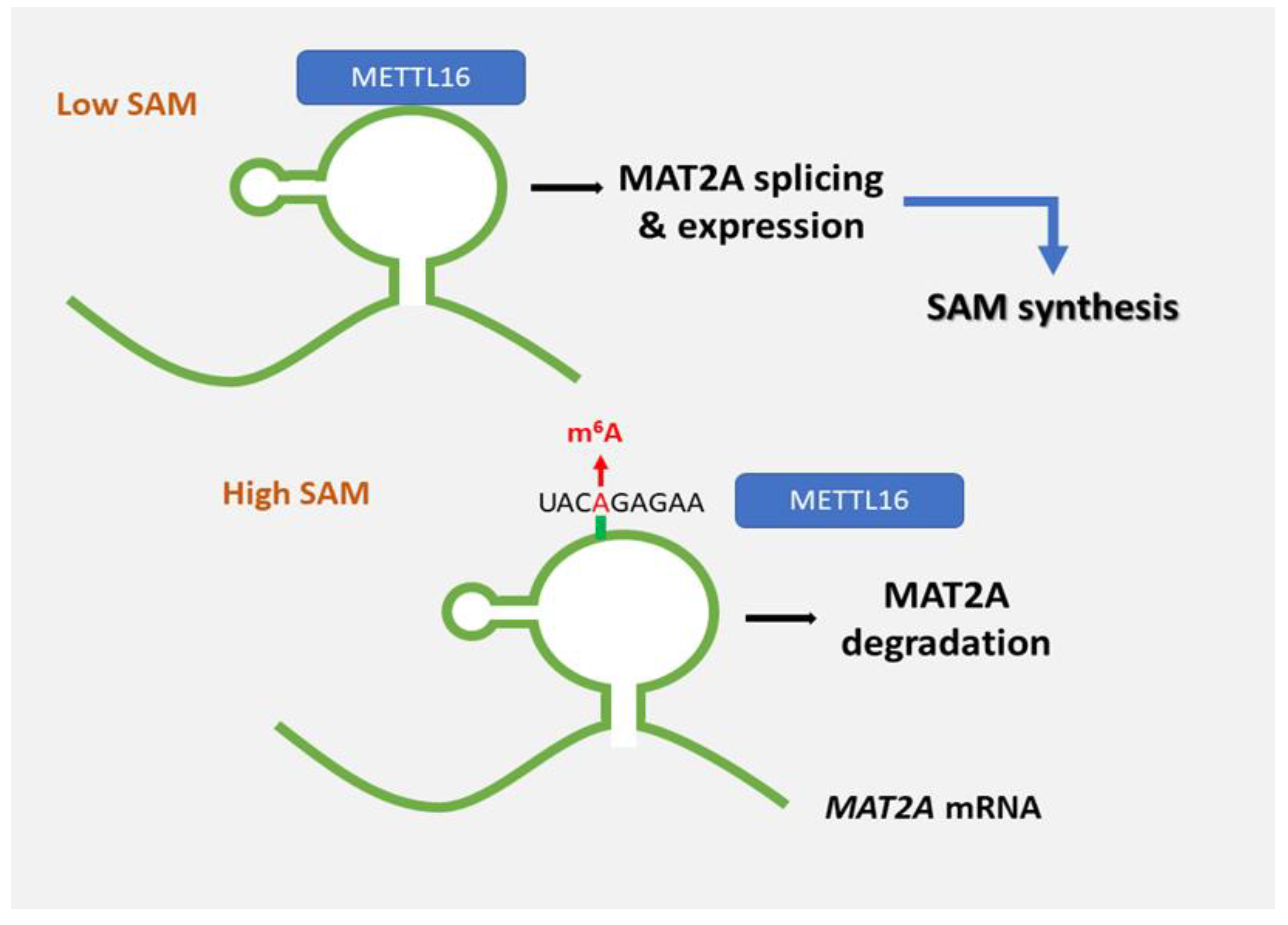 Cells 11 01516 g002 550