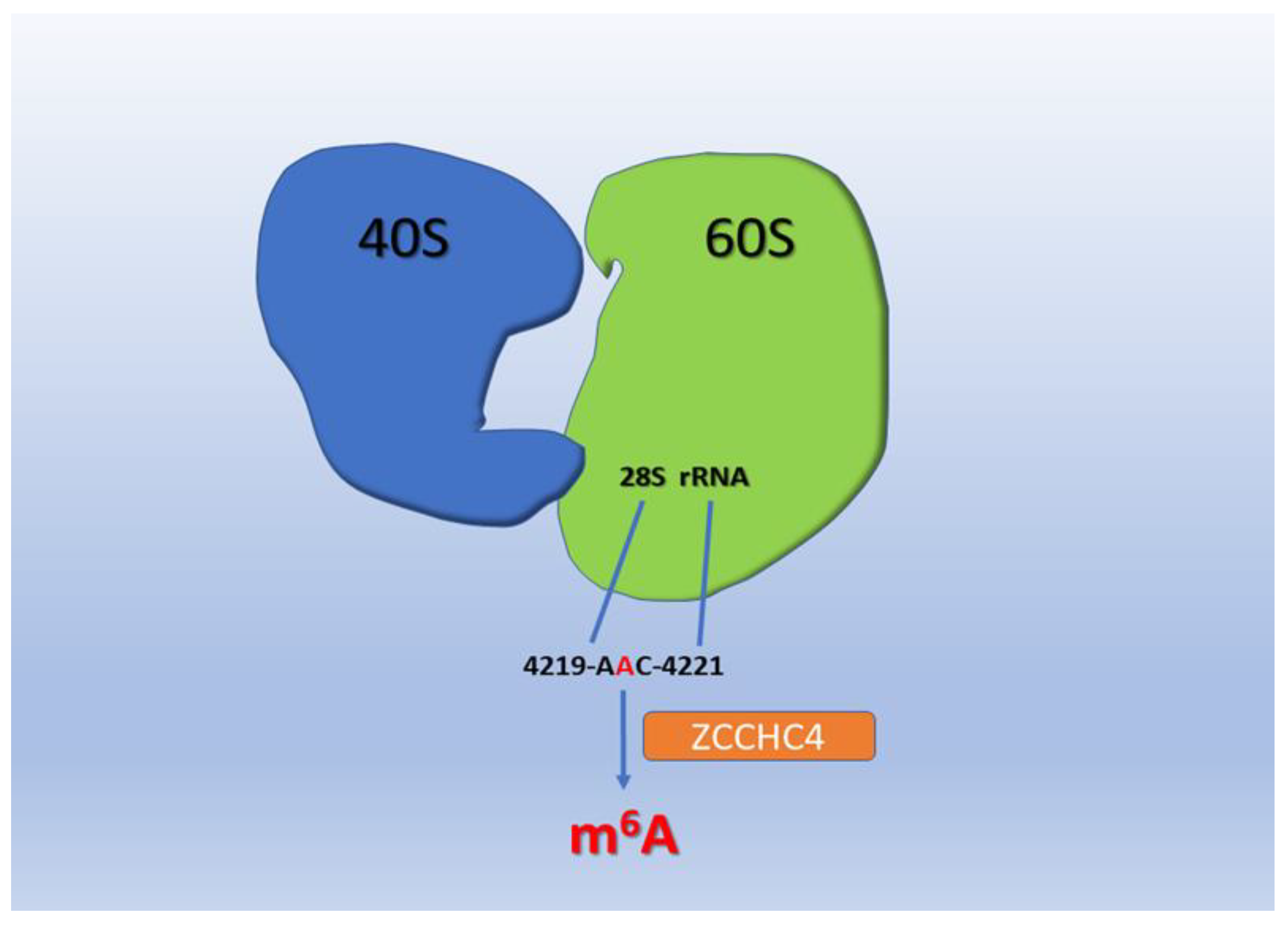 Cells 11 01516 g003 550