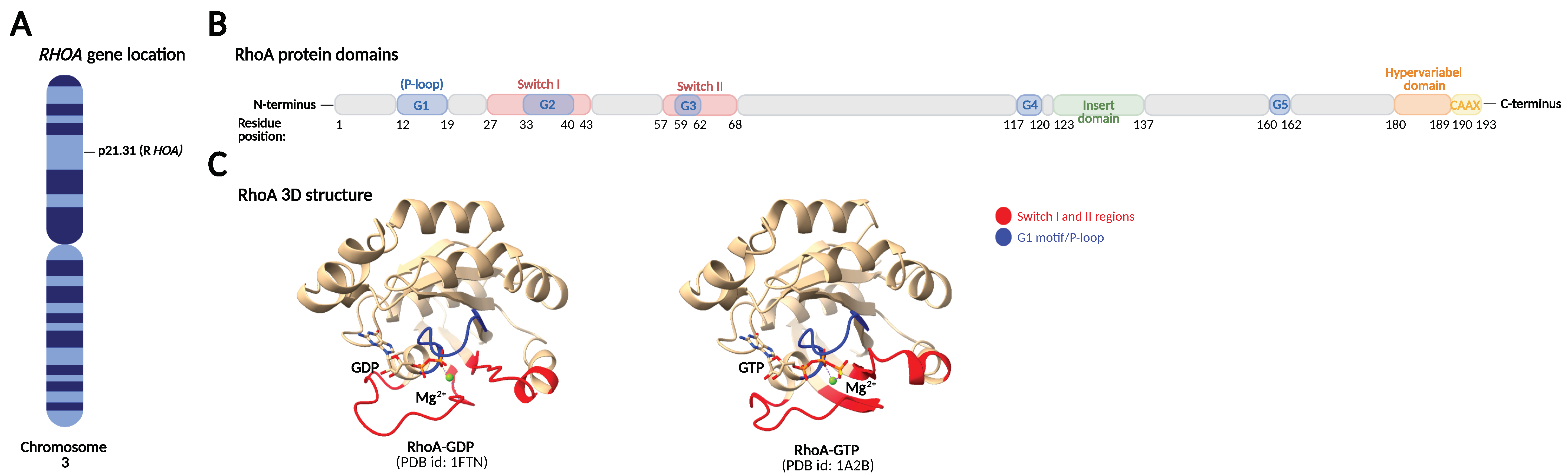 Radial Loop Domains