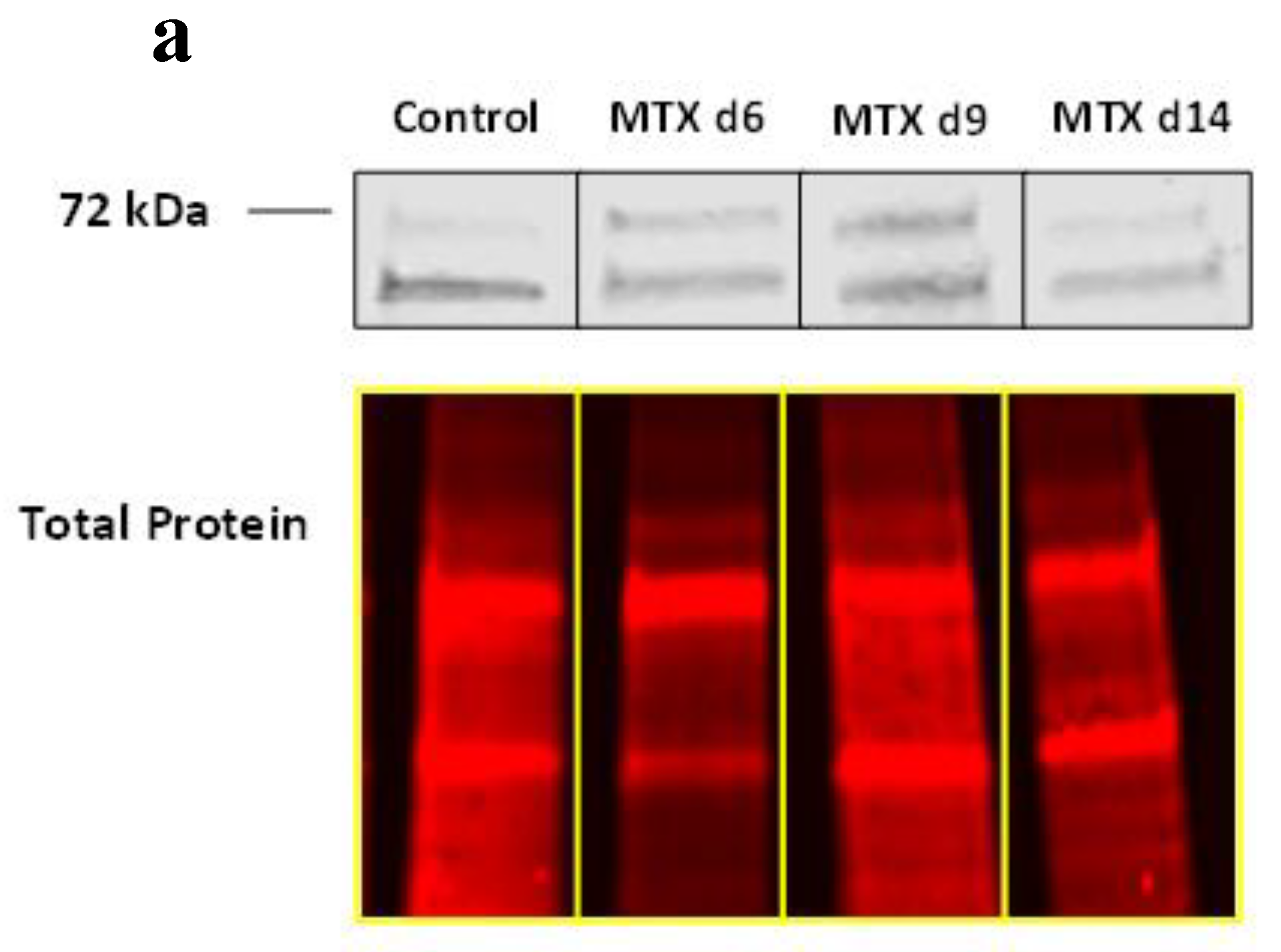 Cells 11 01521 g002a Cells 11 01521 g002a