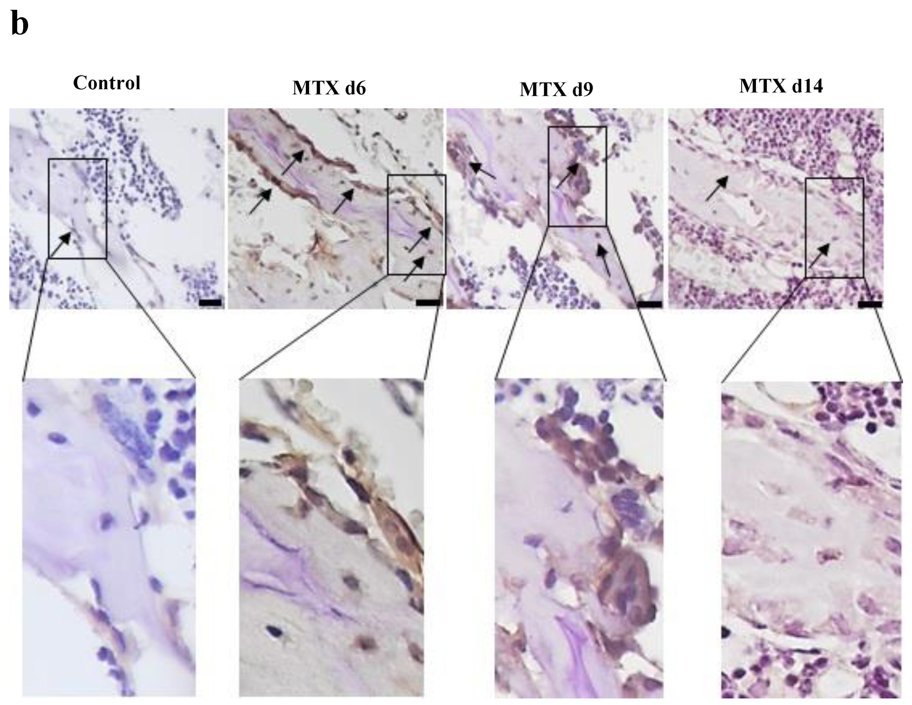 Cells 11 01521 g002b Cells 11 01521 g002b