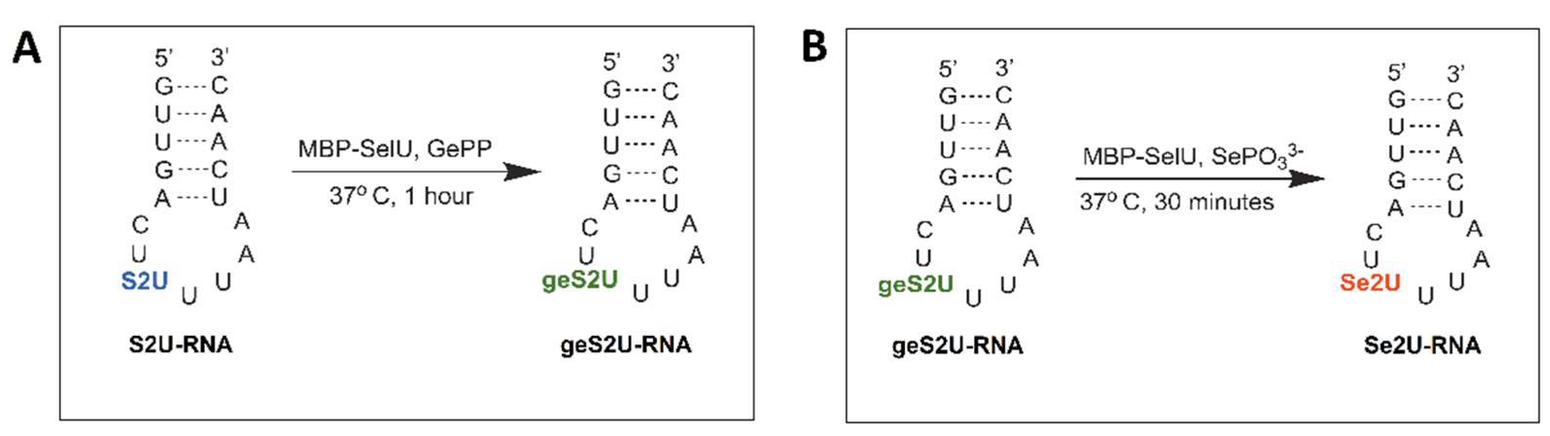 Cells 11 01522 sch001 550