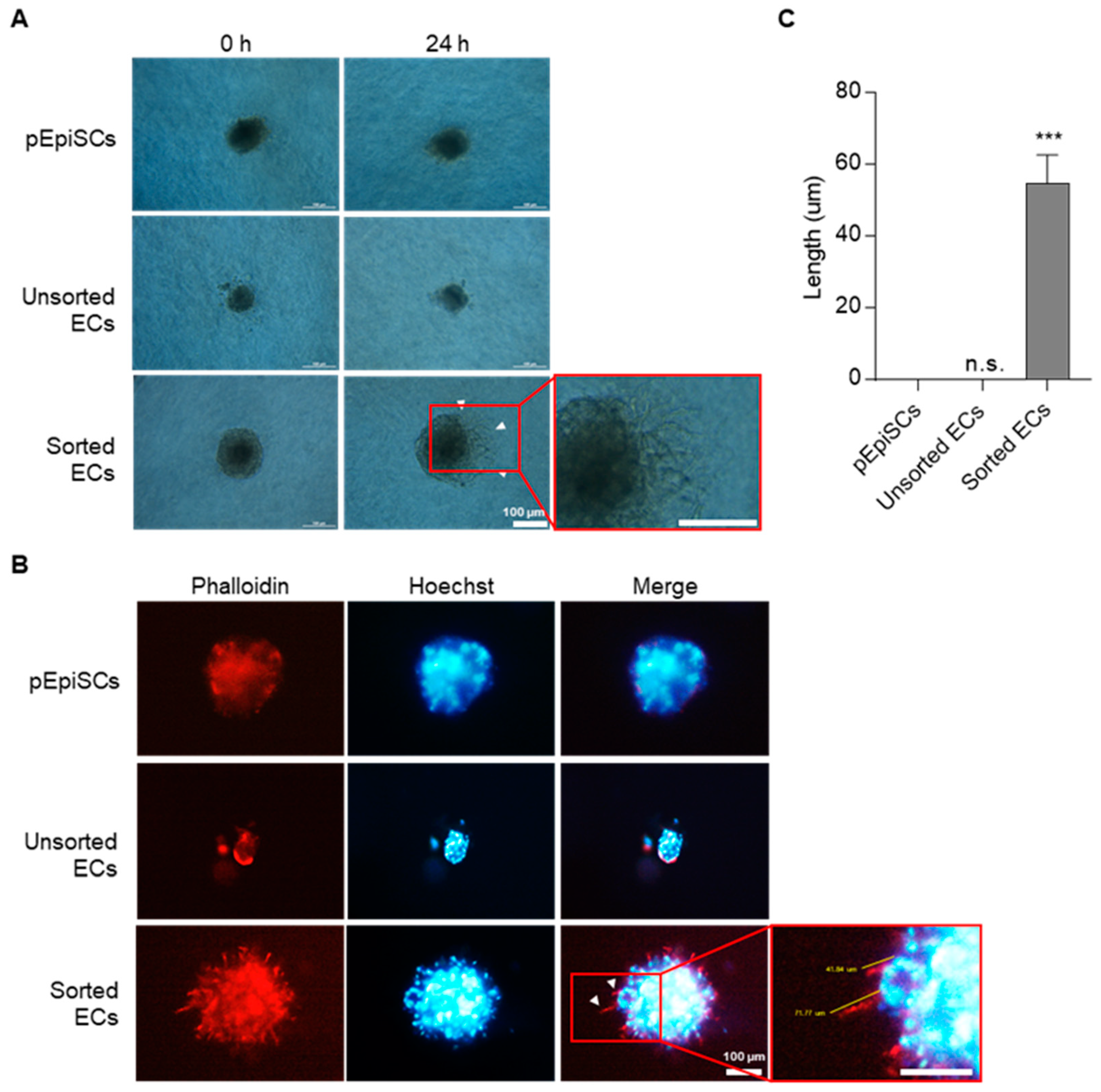 Cells 11 01524 g003 Cells 11 01524 g003