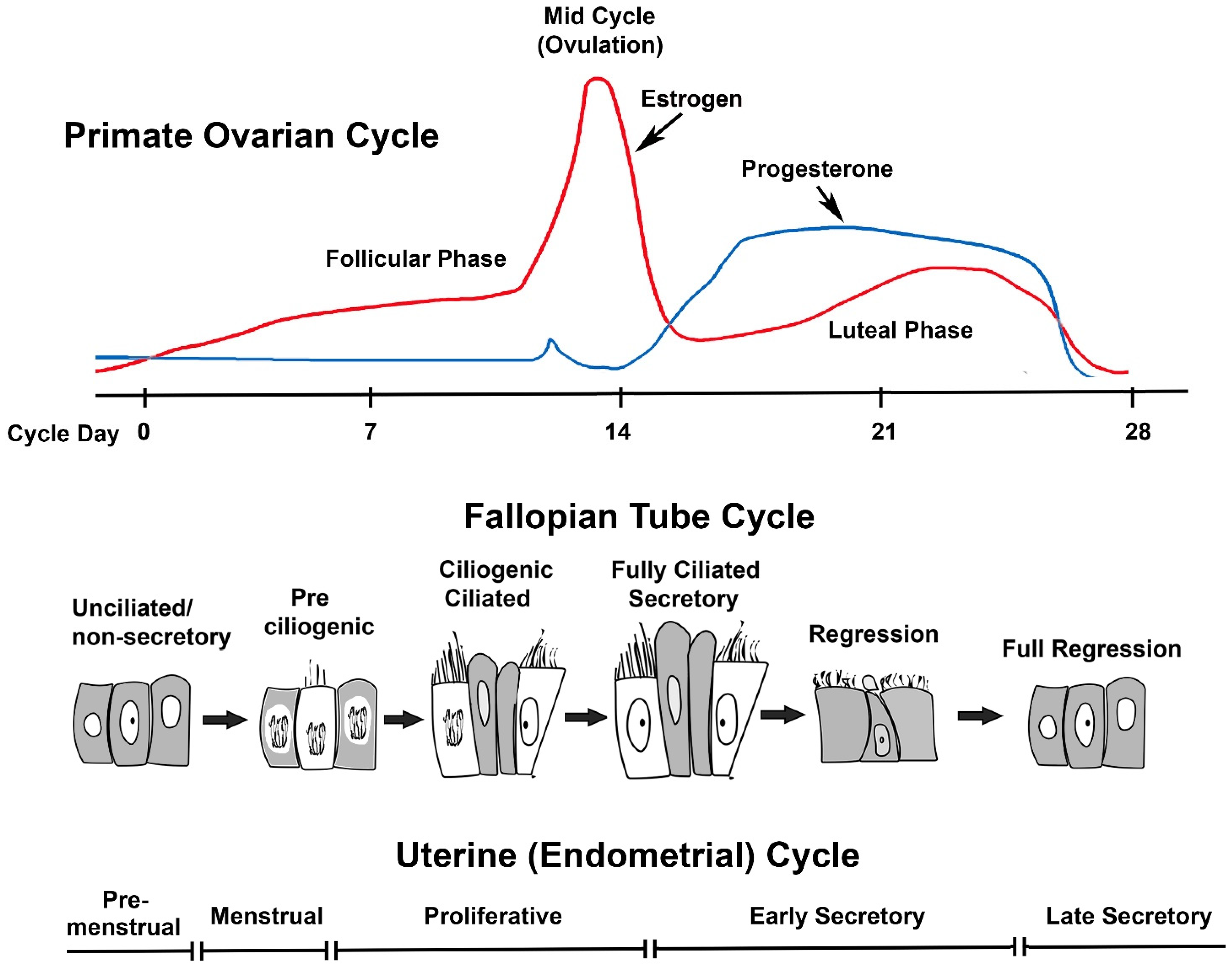 Secretory Phase in the Uterine Cycle, Overview & Purpose - Lesson