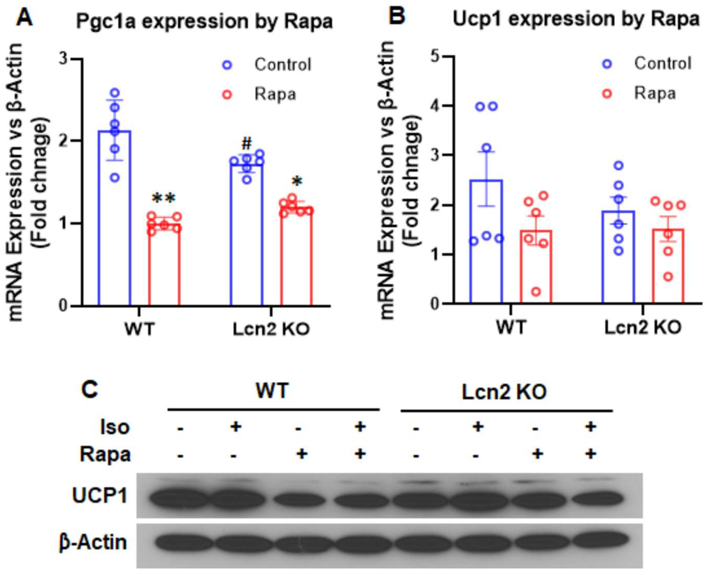 Cells 11 01535 g005 550