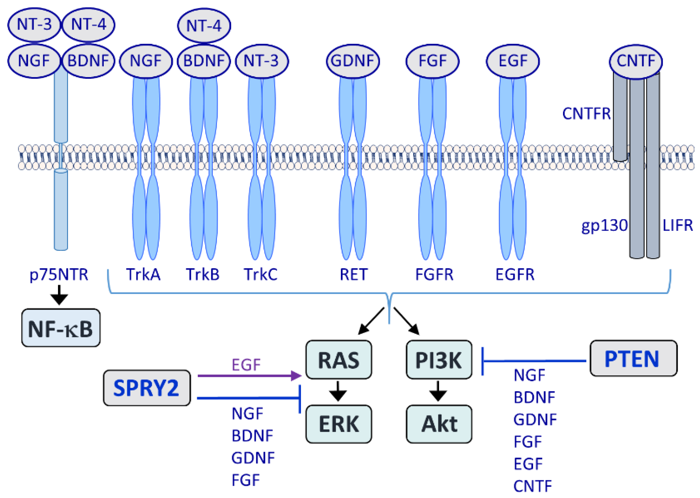 Cells 11 01537 g001 Cells 11 01537 g001