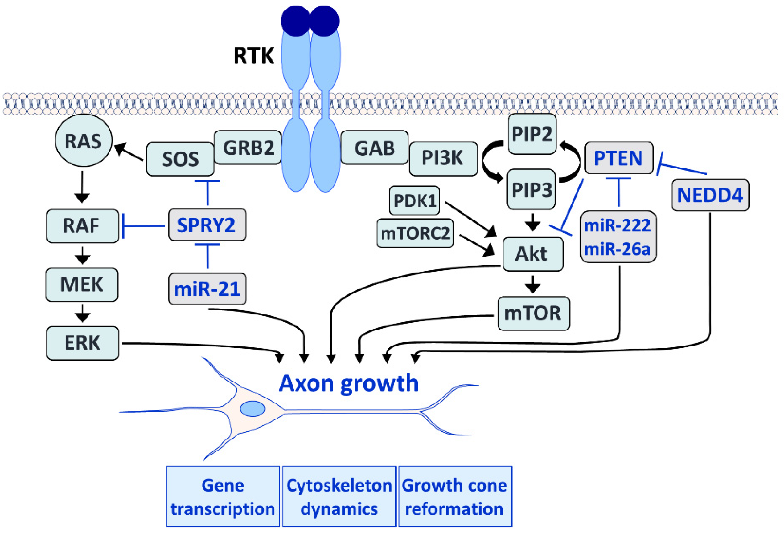 Cells 11 01537 g003 Cells 11 01537 g003