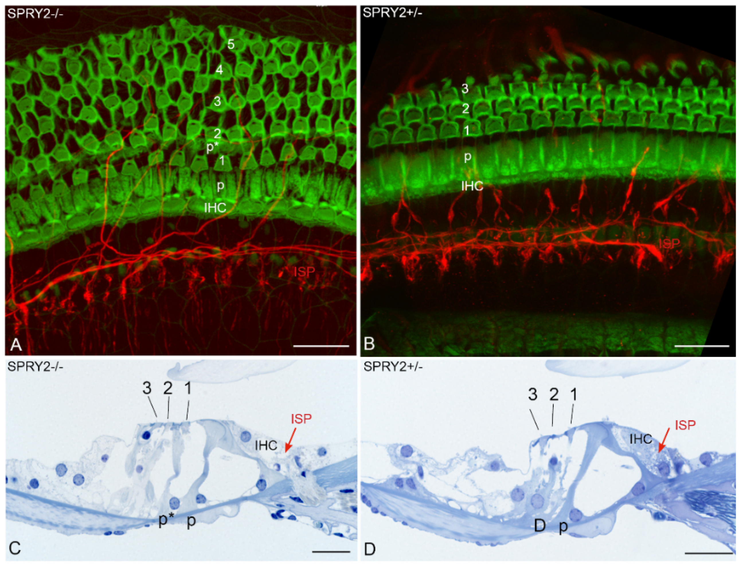 Cells 11 01537 g004 Cells 11 01537 g004