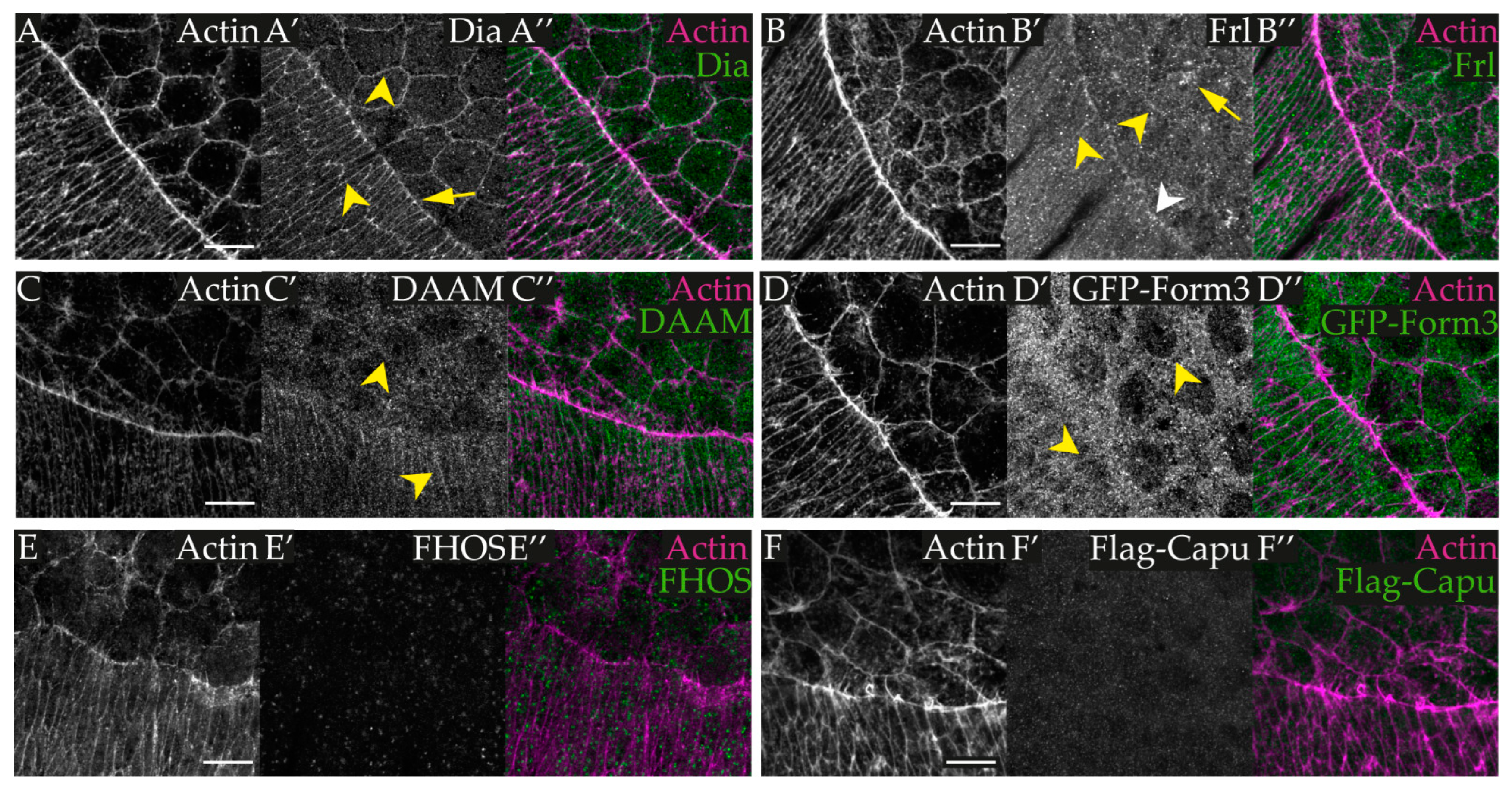 Cells 11 01539 g002 Cells 11 01539 g002