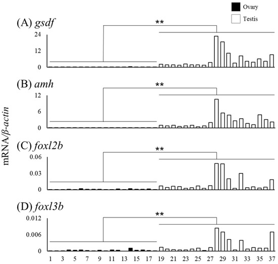 【ラプンツェル様用】ATAVISM / PUTREFIED GENITALIA The role of p63 in embryonic external genitalia outgrowth in mice